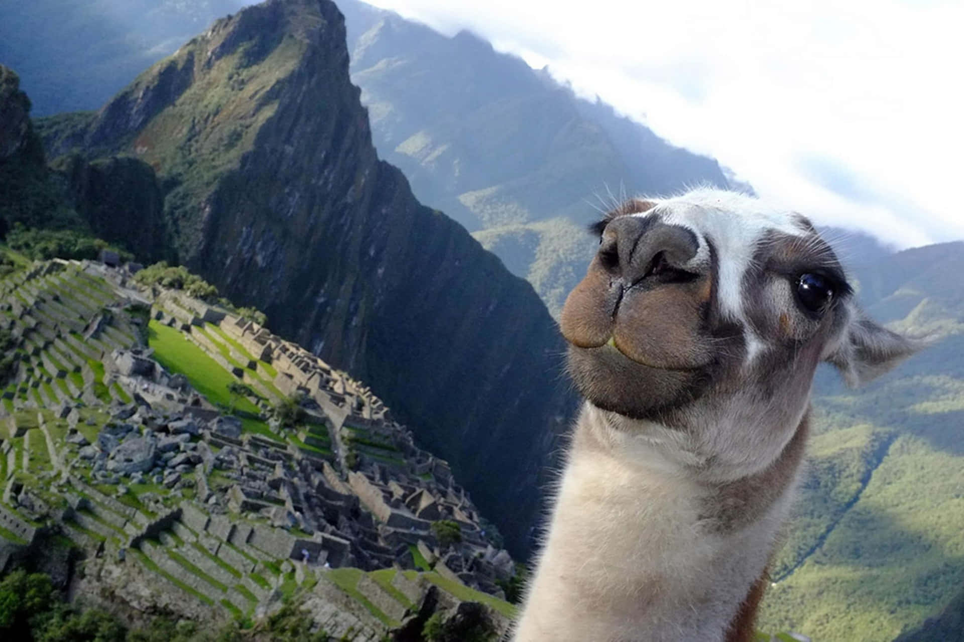 Llama Overlooking Machu Picchu Background