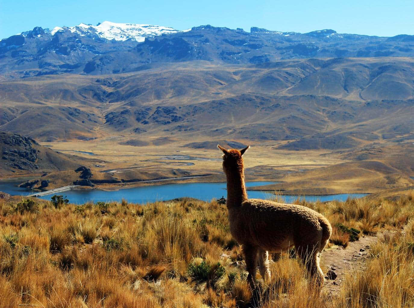 Llama Overlooking Mountain Lake Background