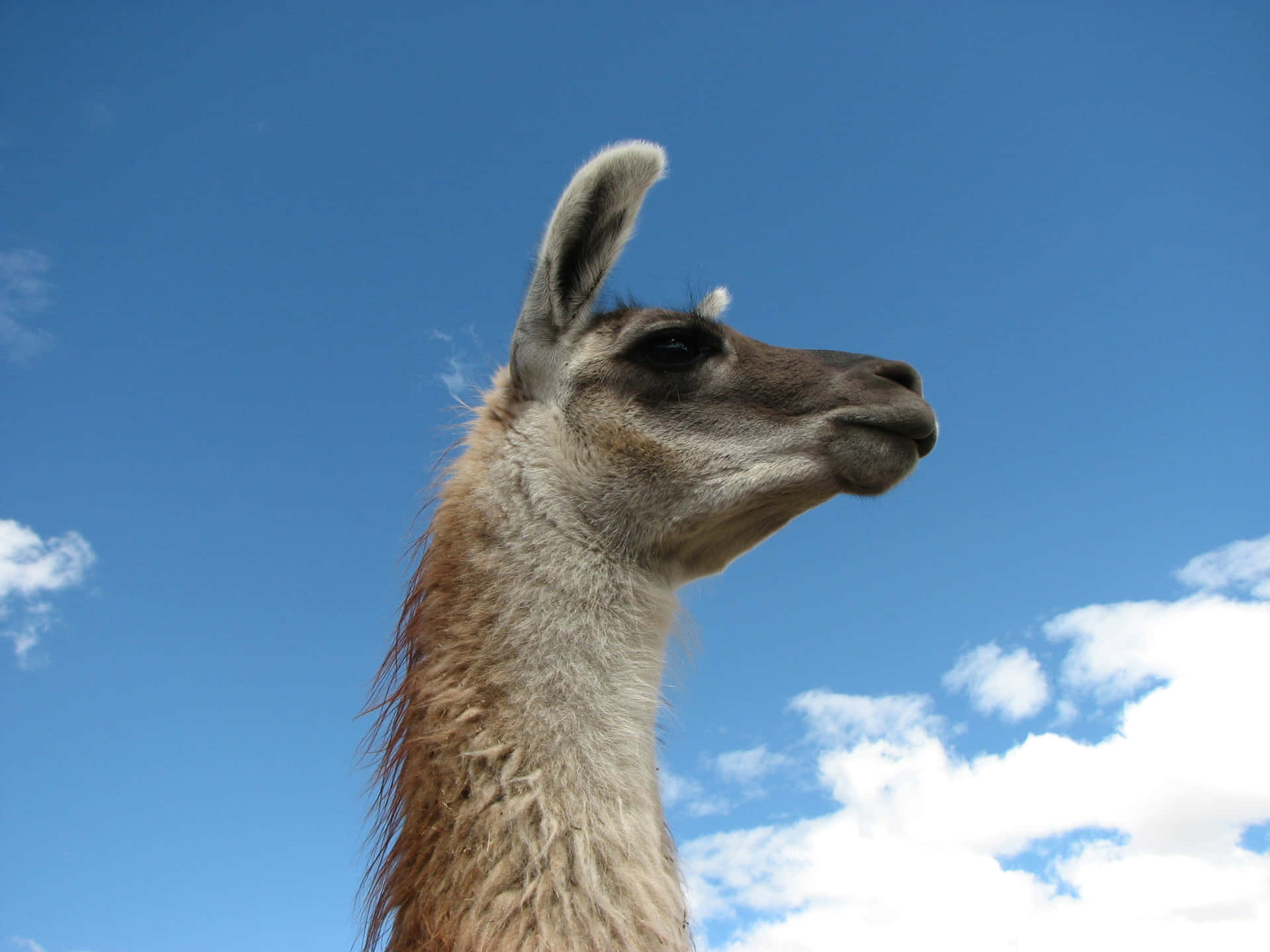 Llama Profile Against Blue Sky.jpg Background