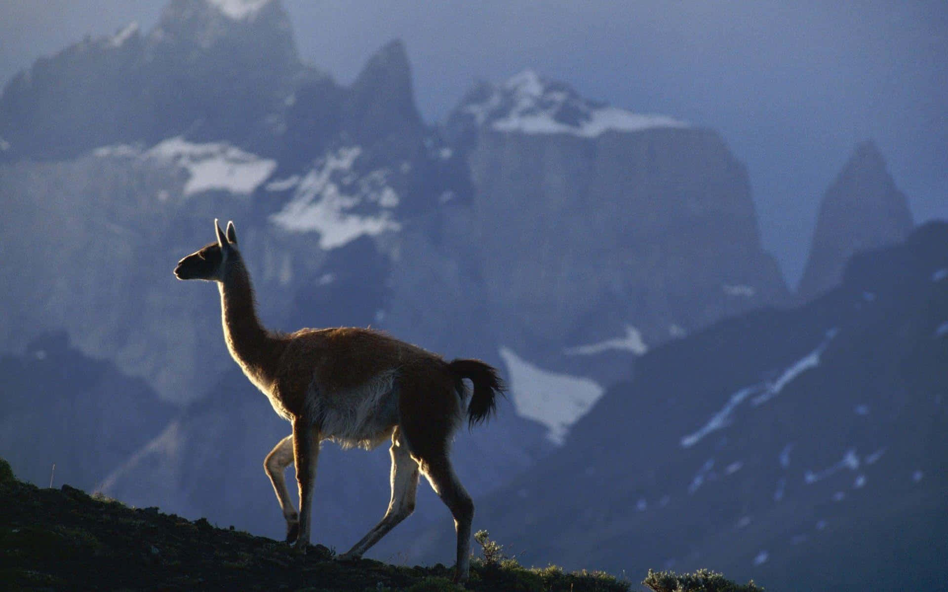 Llama Silhouette Mountain Backdrop.jpg Background