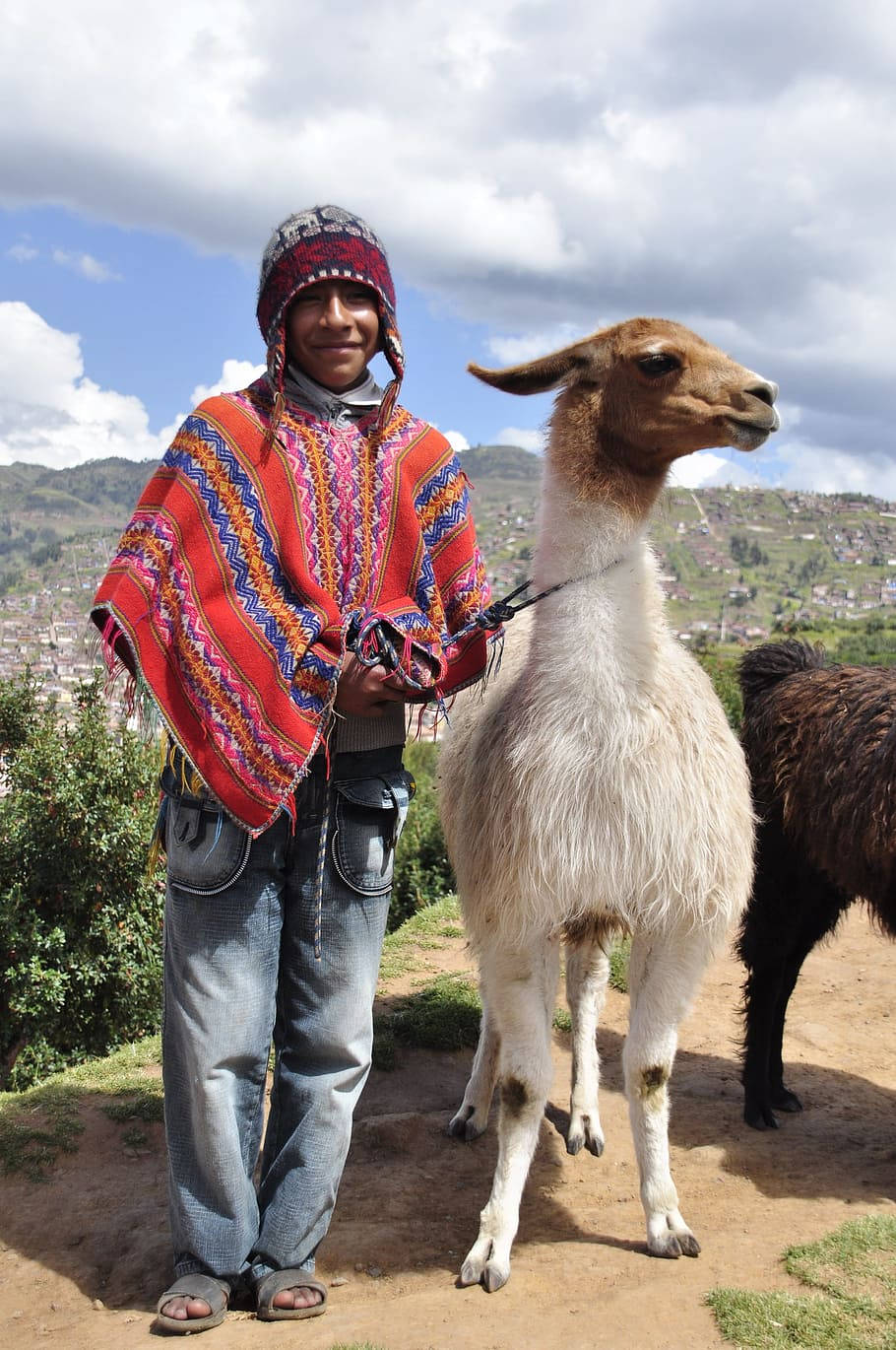 Llama With Owner Background