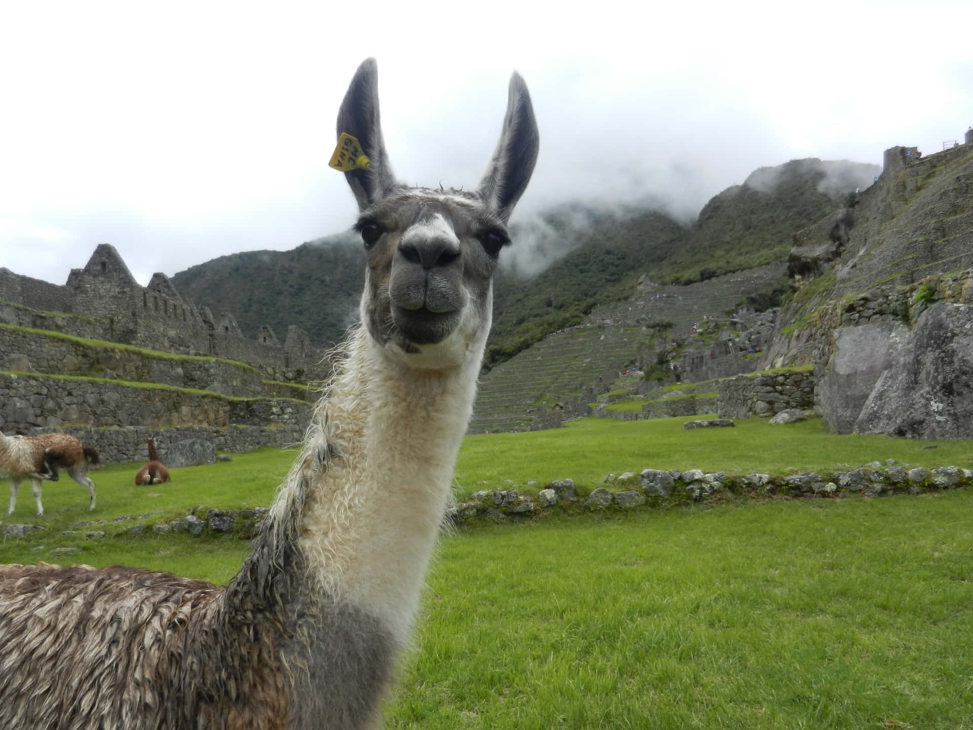 Llamaat Machu Picchu Background