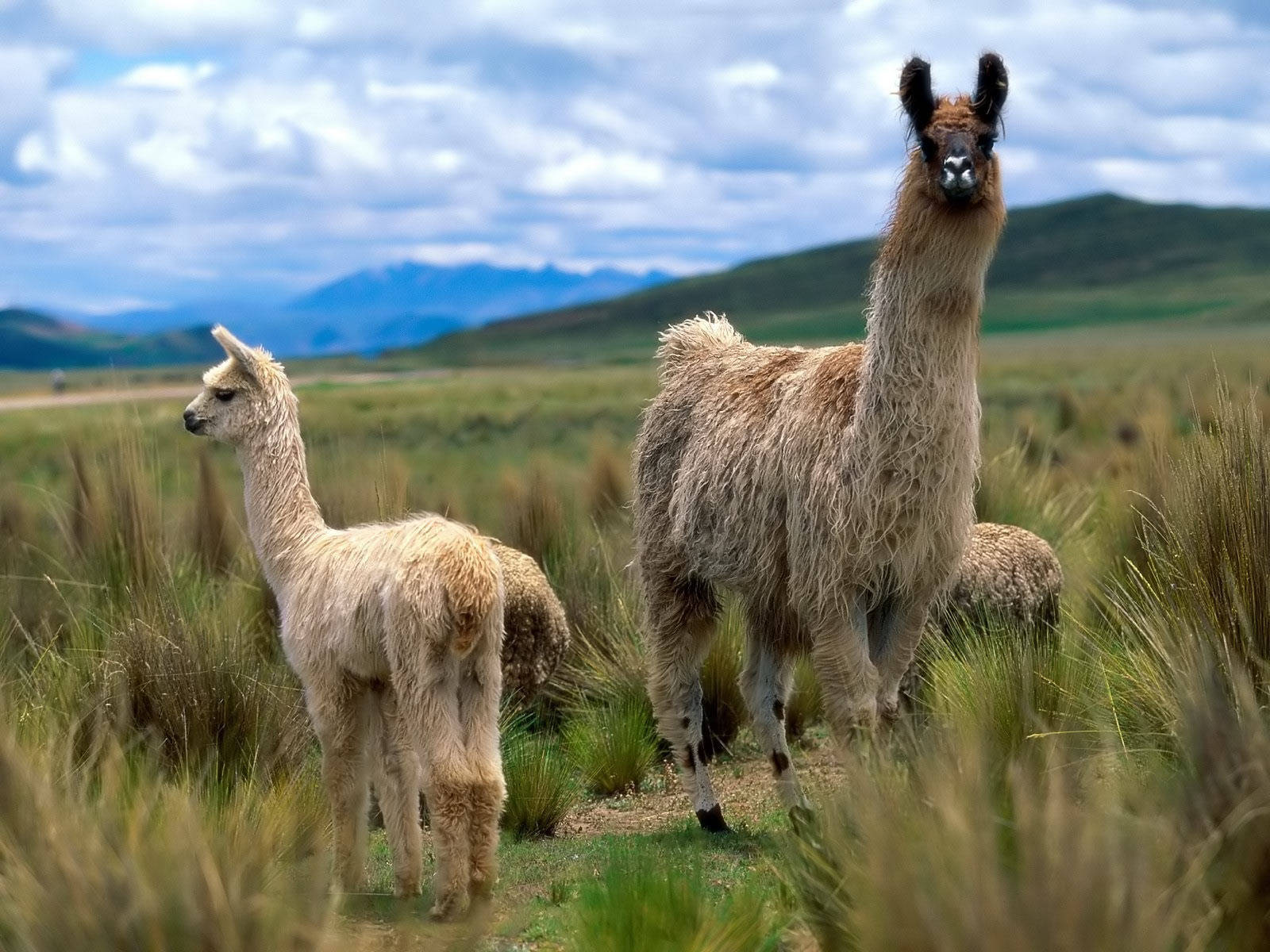 Llamas Flocked Together Background