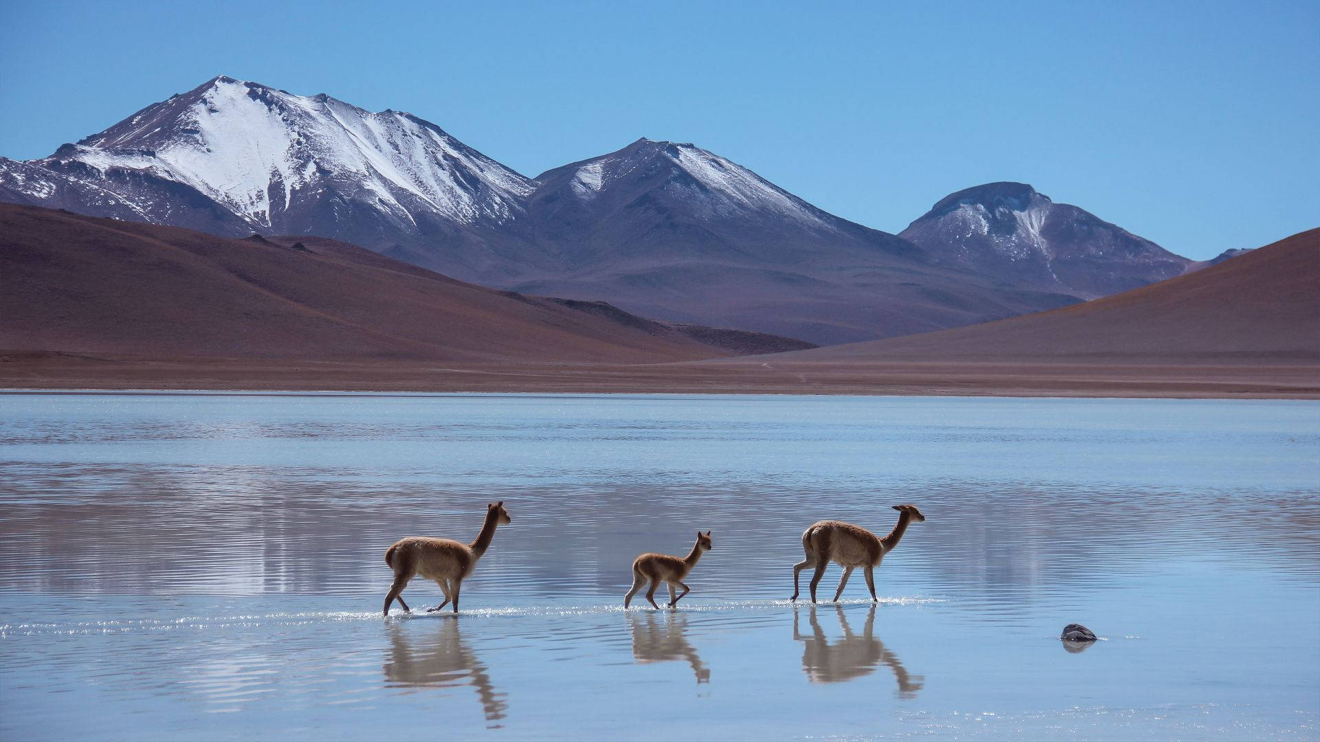 Llamas Walking On Waters Background