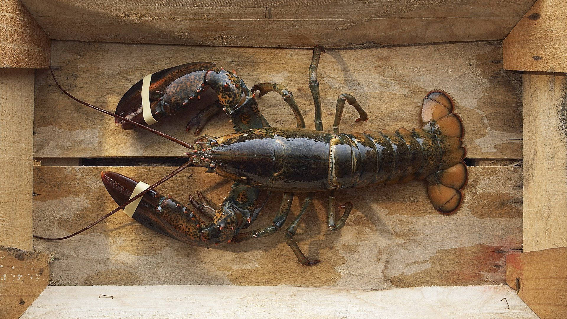 Lobster Inside Wooden Crate Background