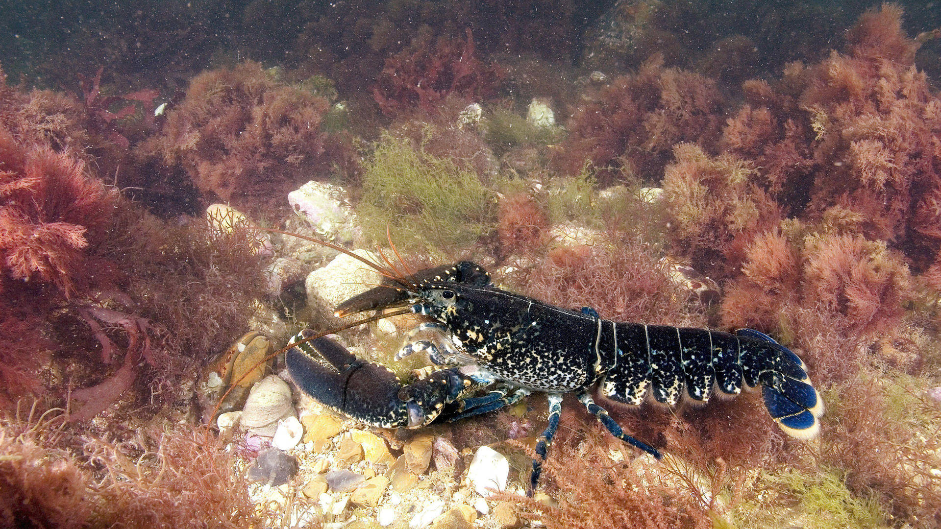 Lobster With Black Carapace Background