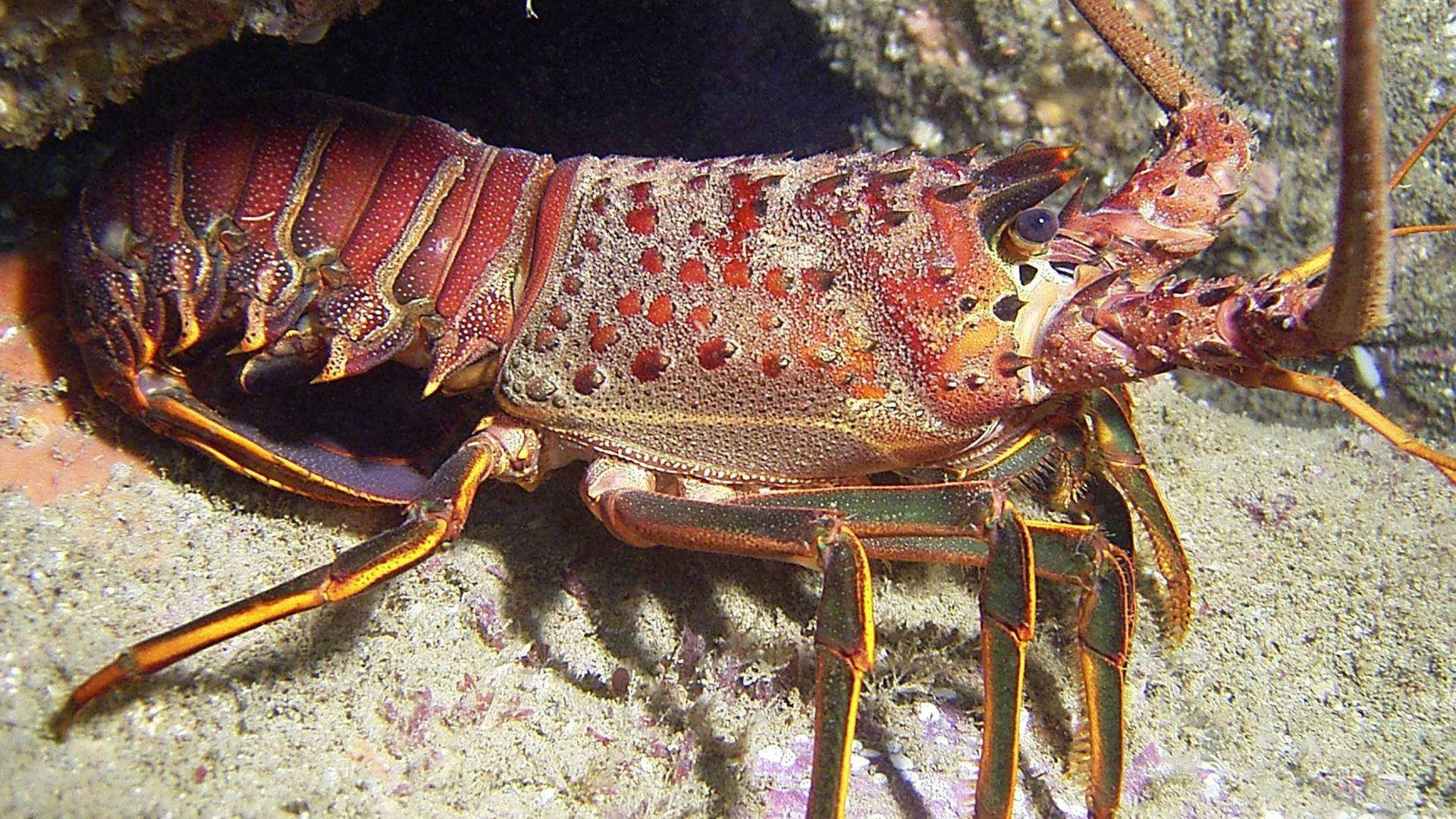 Lobster With Dark Green Legs Background
