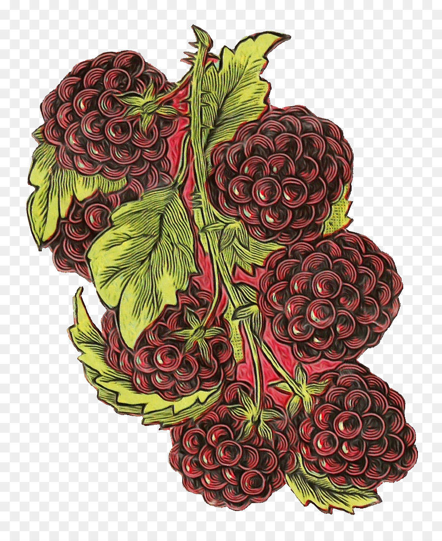 Loganberries Drawing Background