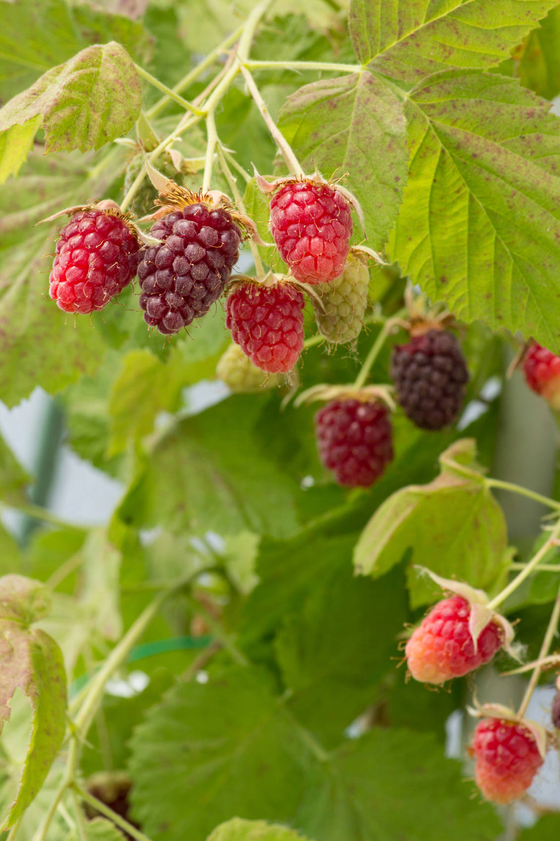 Loganberry Fruits