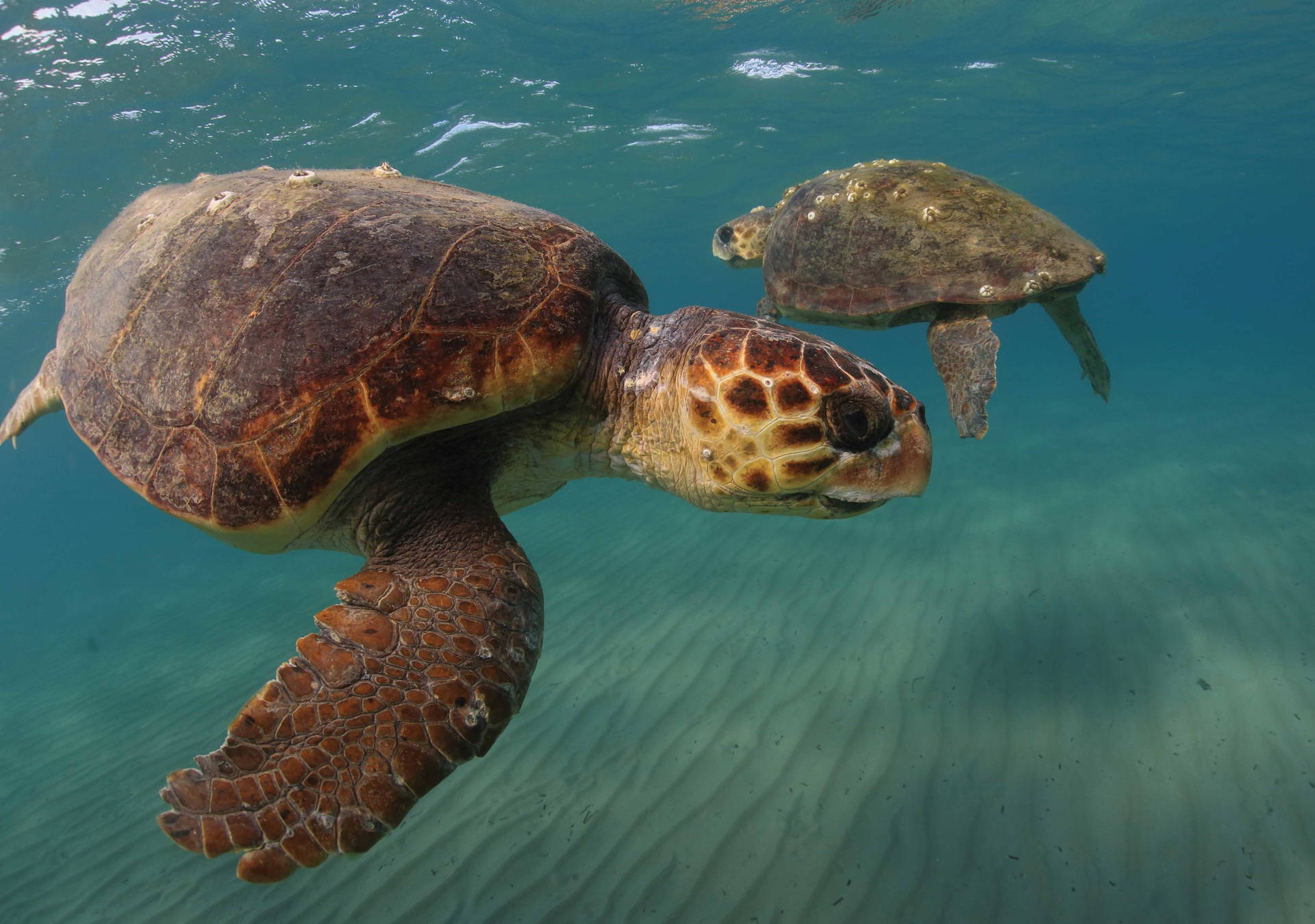 Loggerhead Sea Water Turtle Photography Background