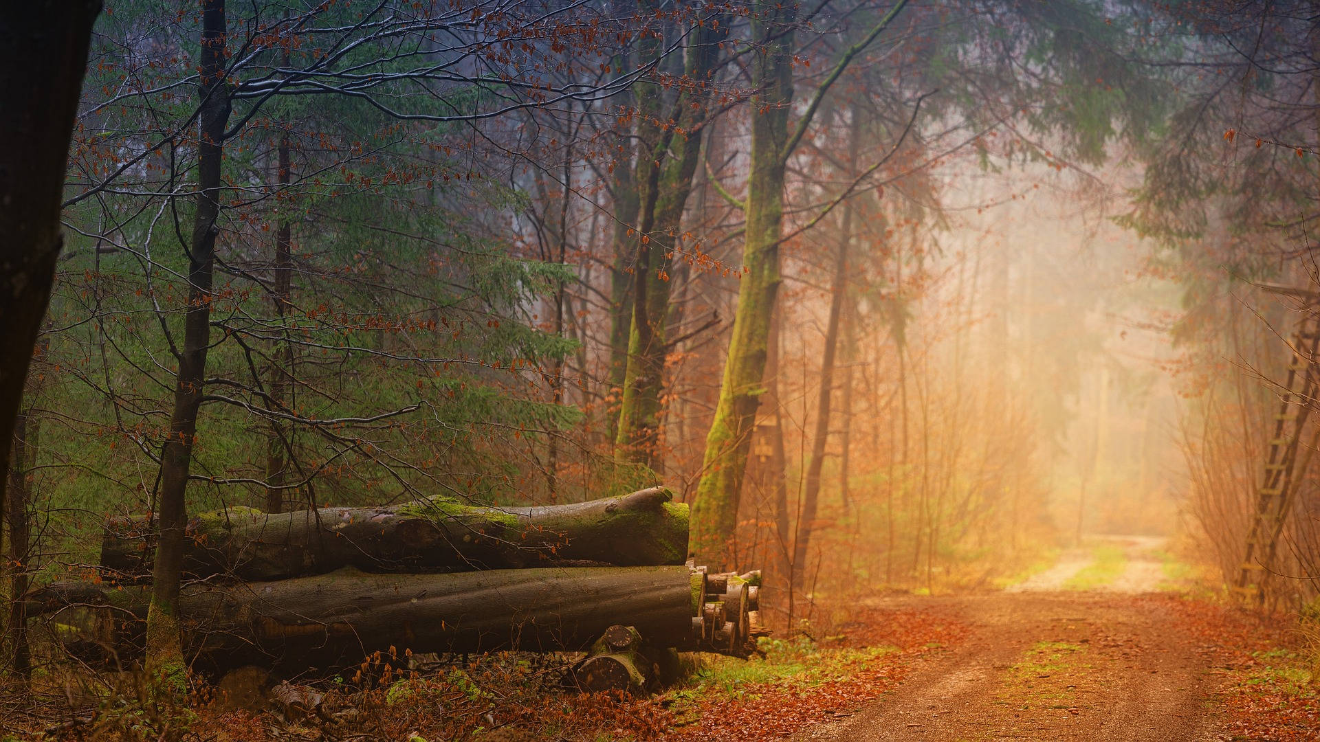 Logs In The Woods Background