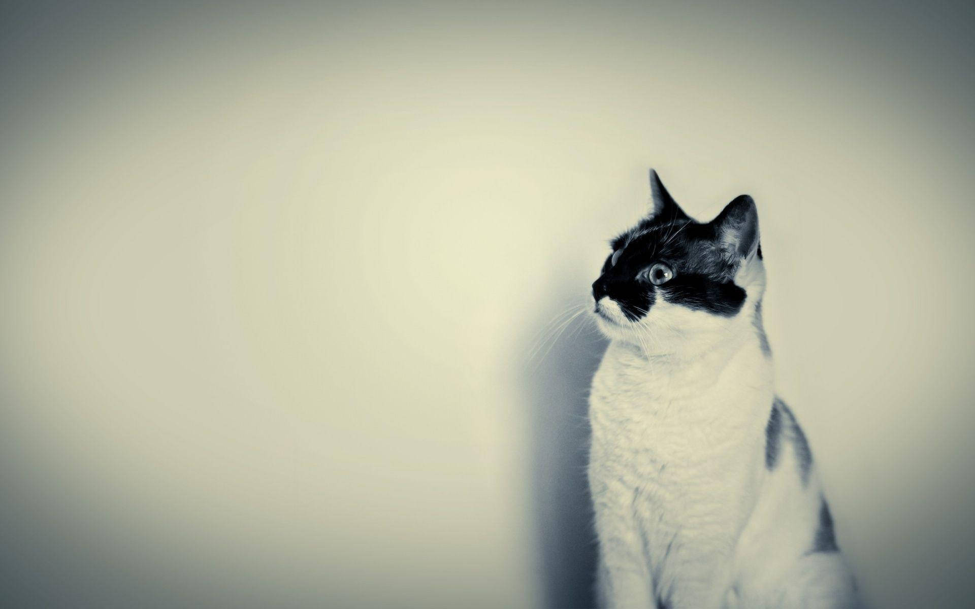 Lomo Black And White Cat Background