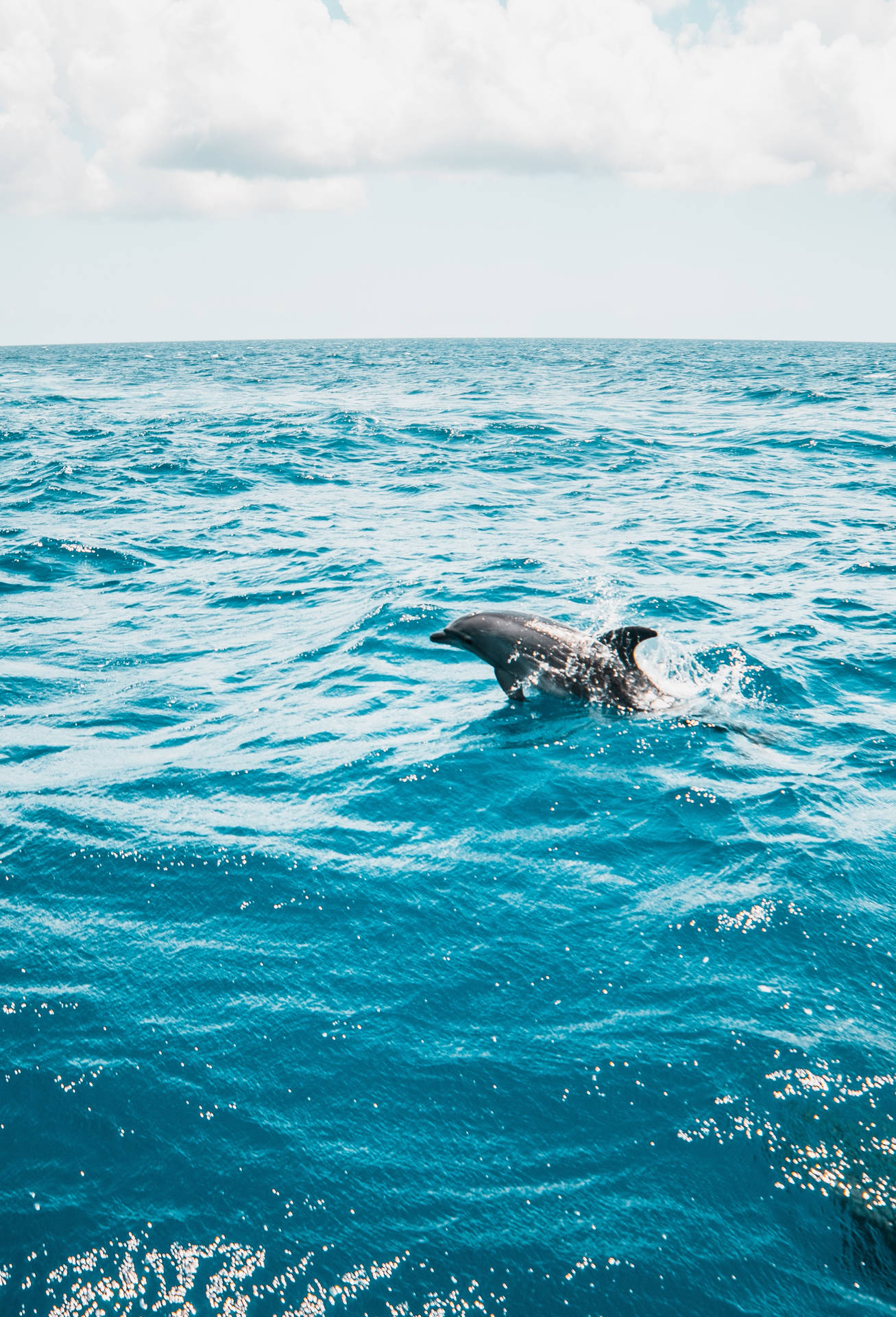Lone Afloat Dolphin Background