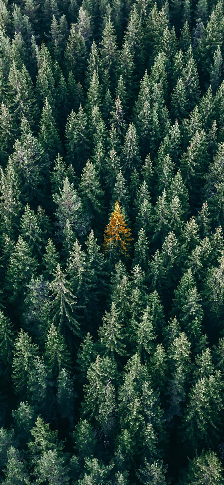 Lone Autumn Tree Among Pines.jpg Background