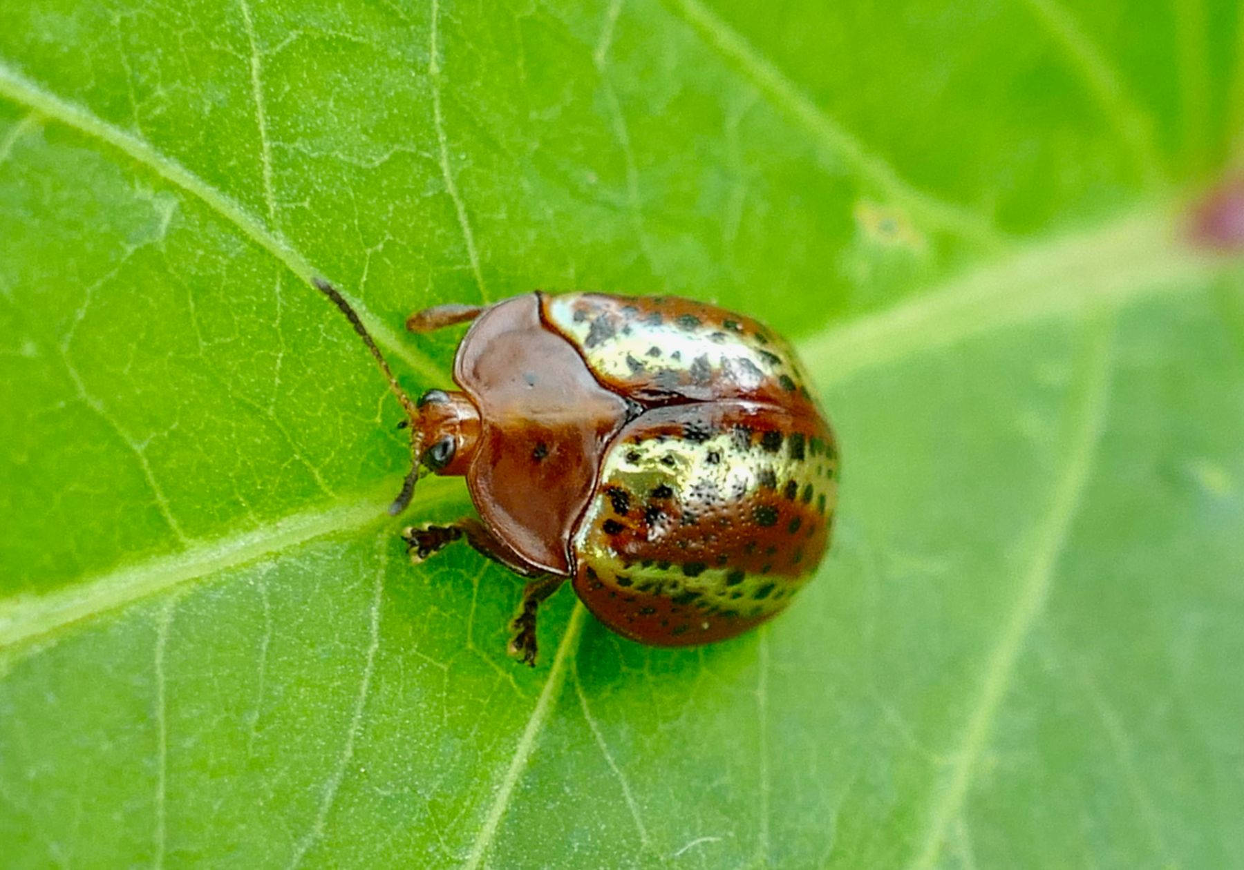 Lone Beetle On A Leaf Background