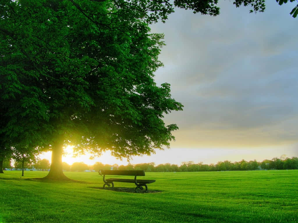 Lone Bench Natural Background Background