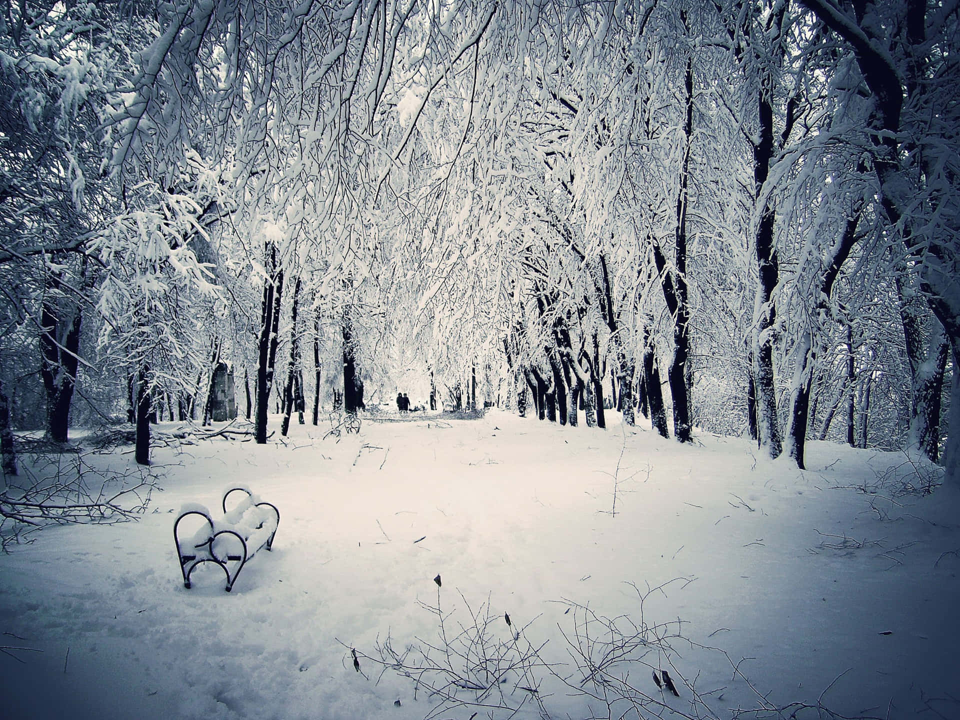 Lone Bench Winter Scenery Desktop Background