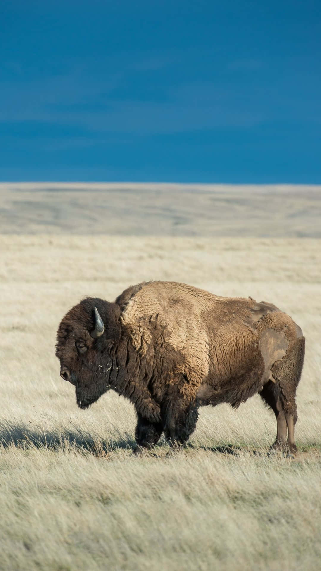 Lone_ Bison_ Grazing_on_ Plains.jpg