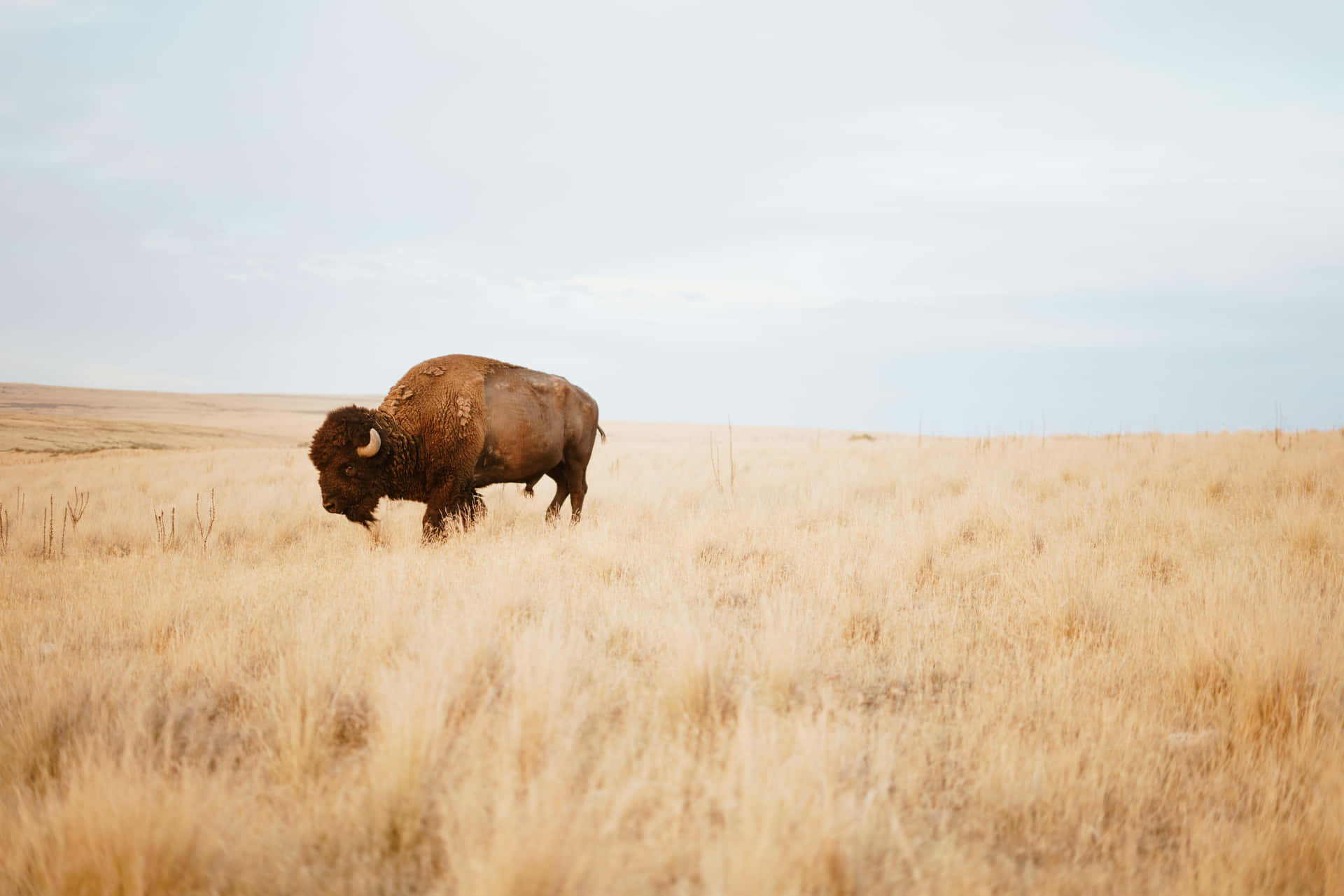 Lone_ Bison_in_ Golden_ Field.jpg Background