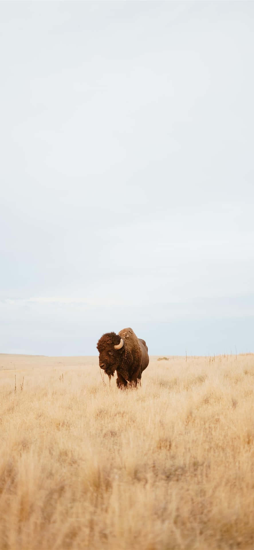 Lone Bisonin Grassland.jpg Background