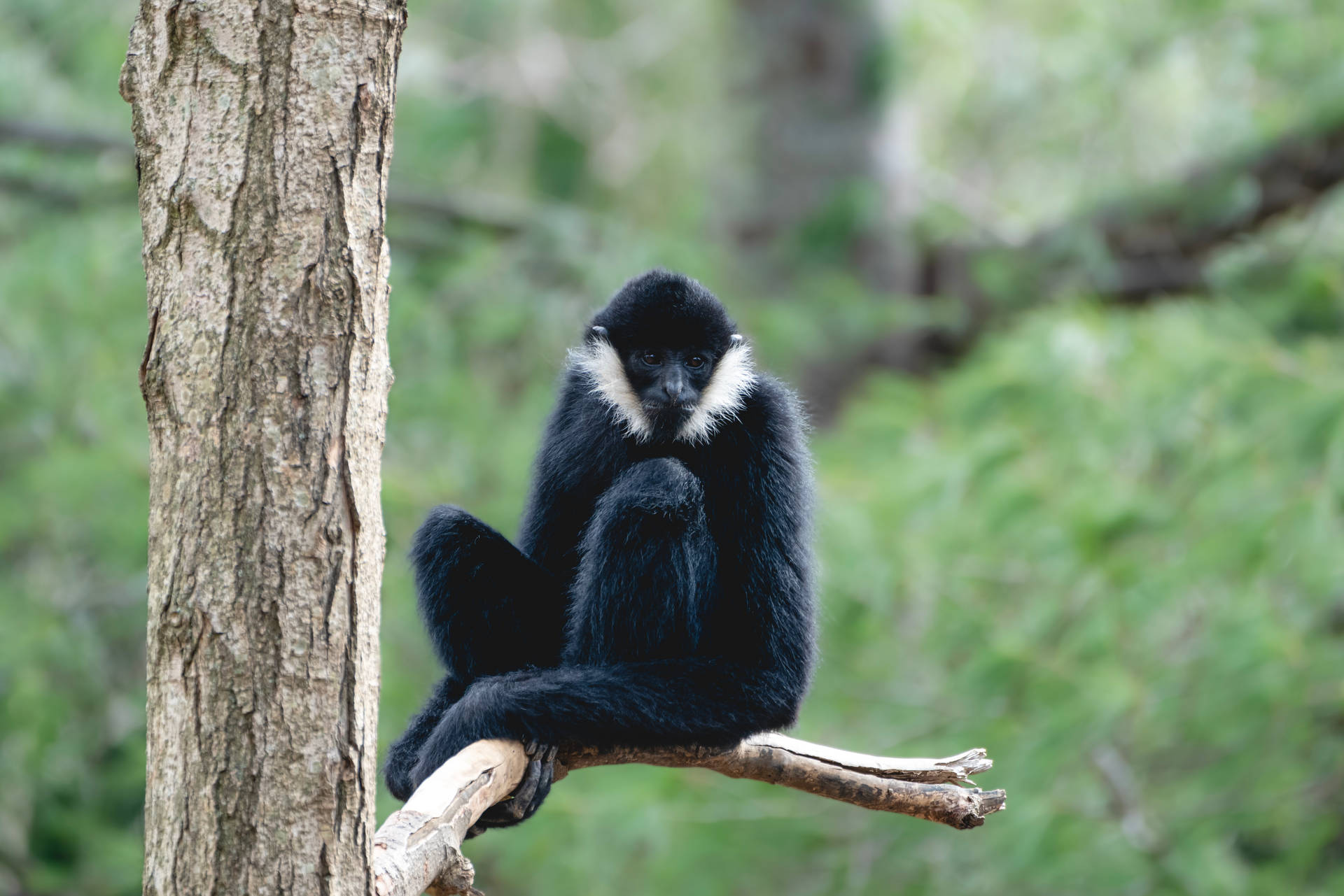 Lone Black Gibbon Background