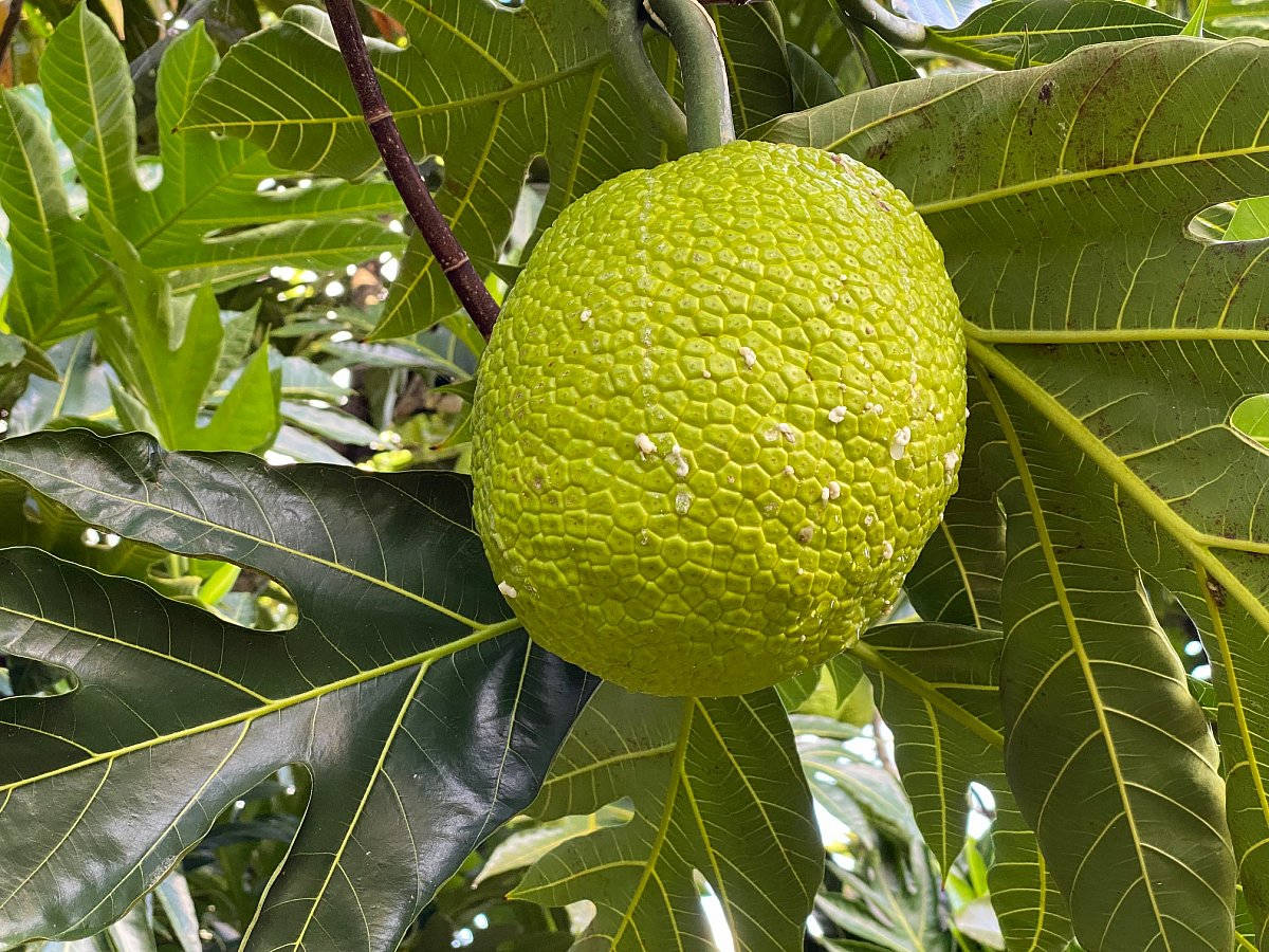 Lone Breadfruit Hanging From A Branch Background