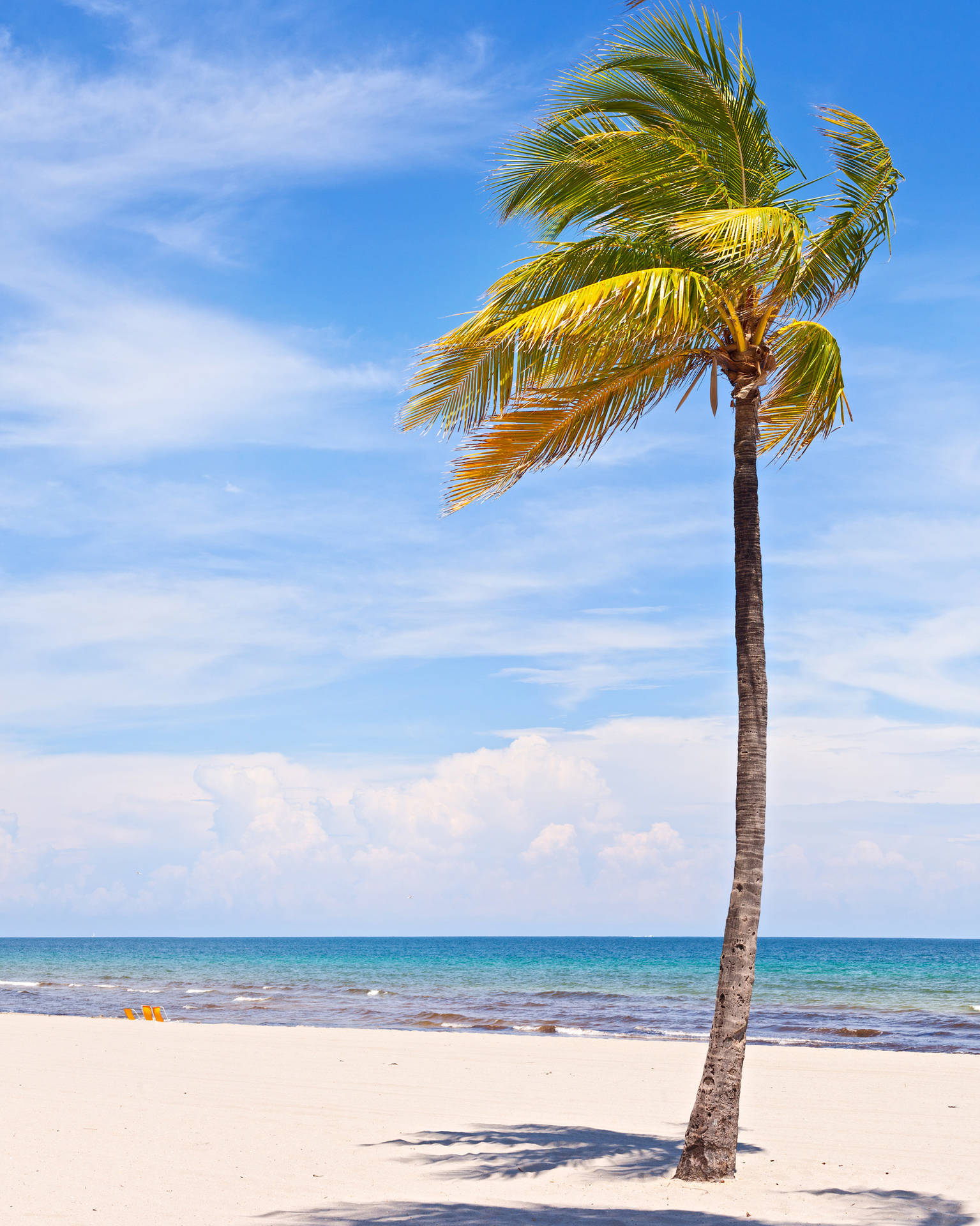 Lone Coconut Tree Background