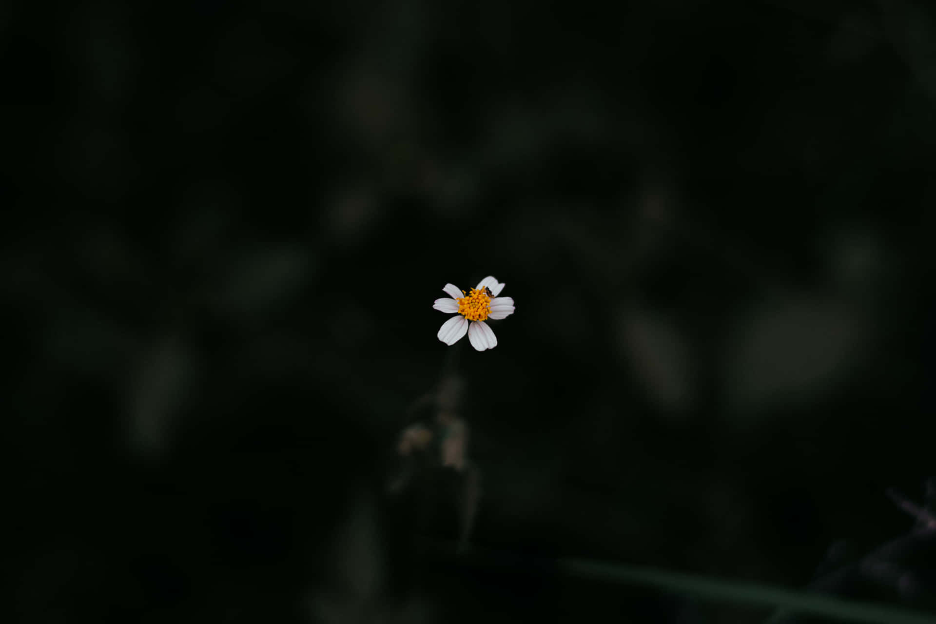 Lone Daisy Aesthetic Computer Background