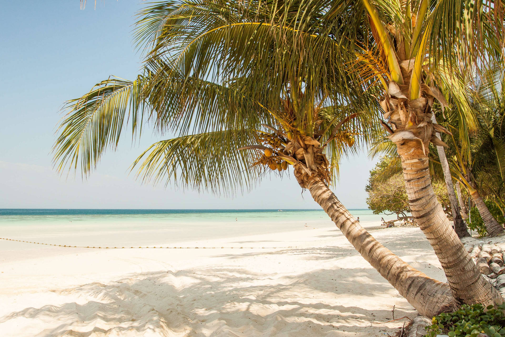 Lone Dwarf Coconut Tree Standing Tall On A White Sand Beach Background