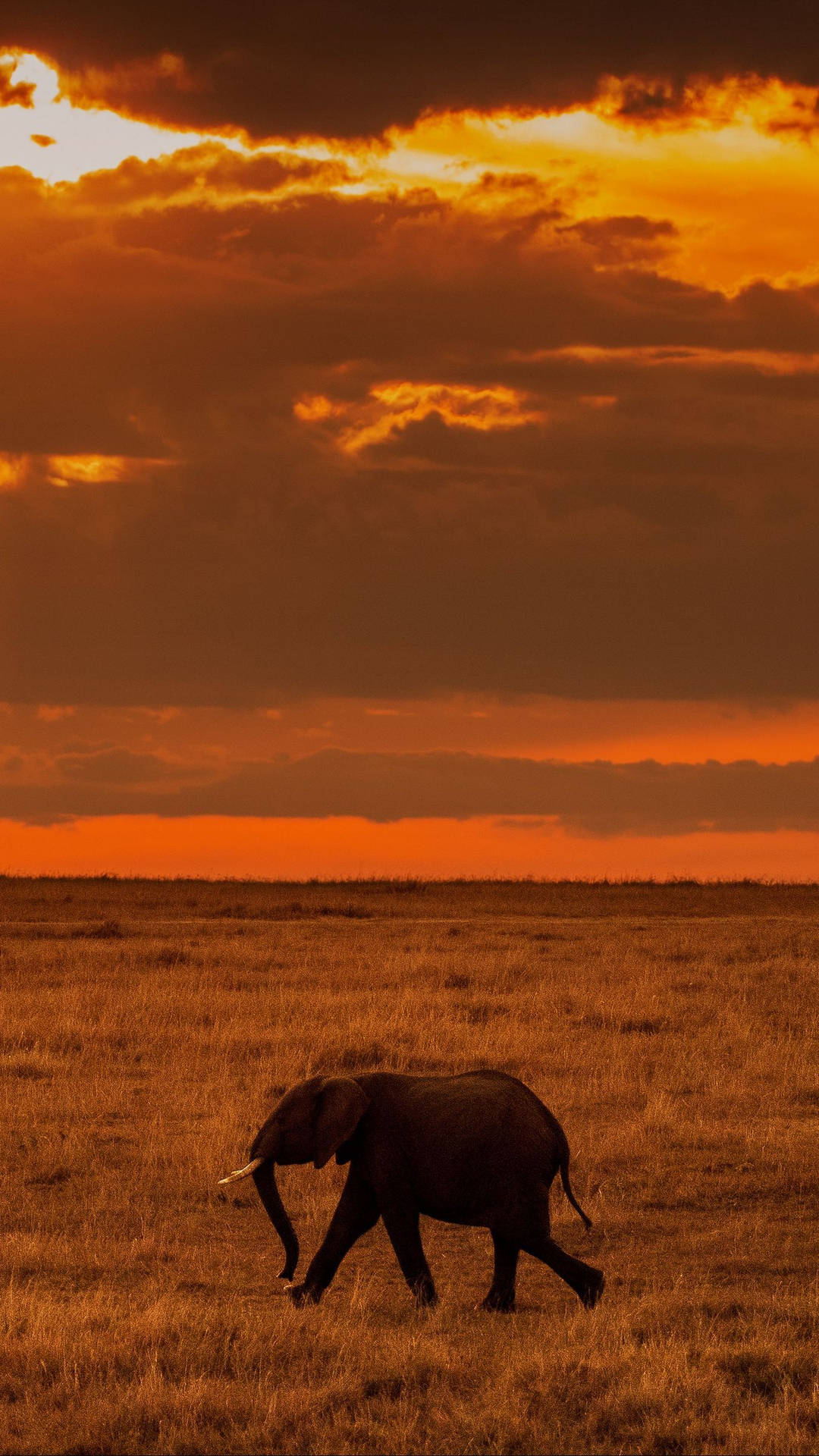 Lone Elephant Africa Iphone