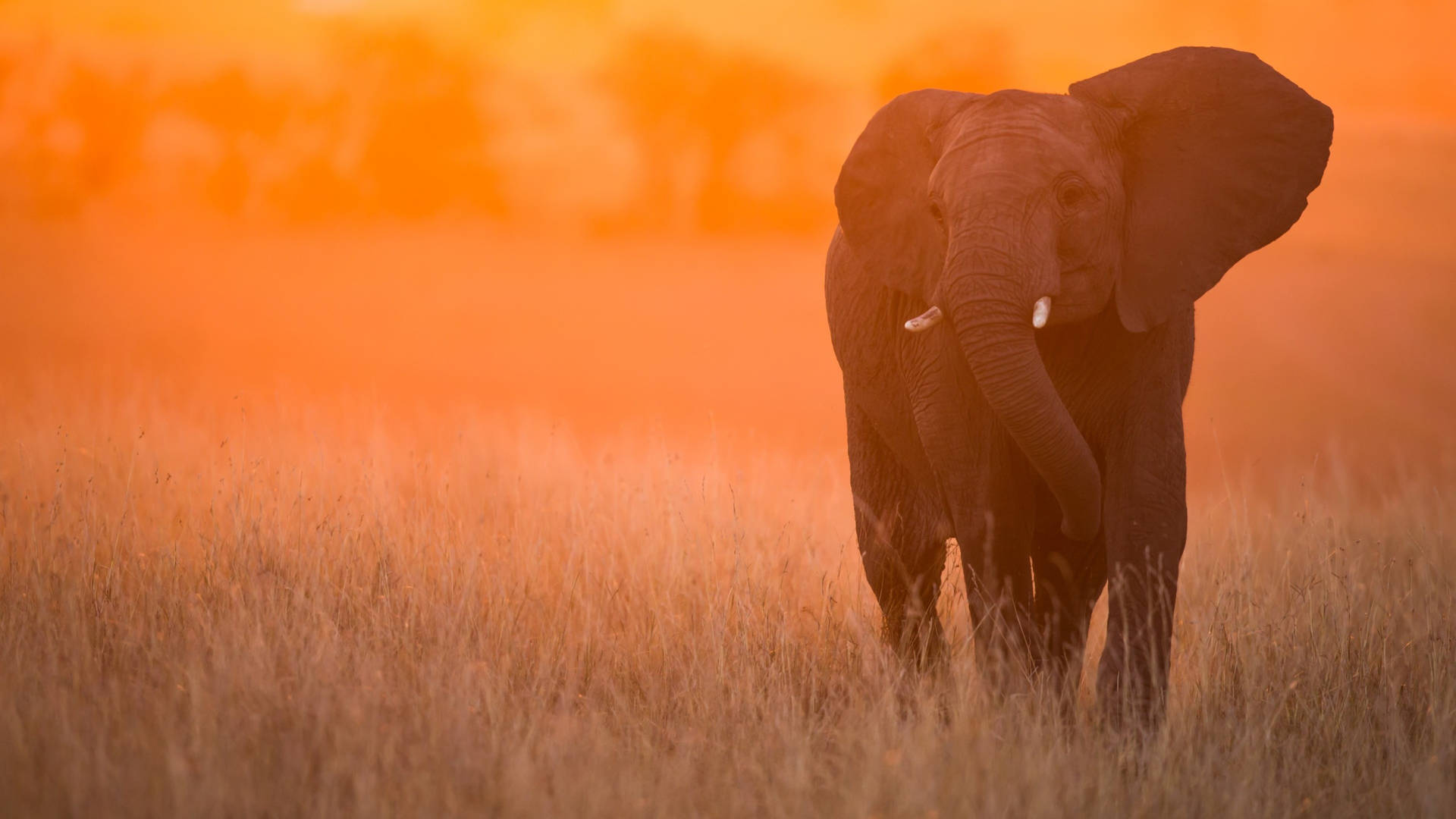 Lone Elephant In Africa 4k