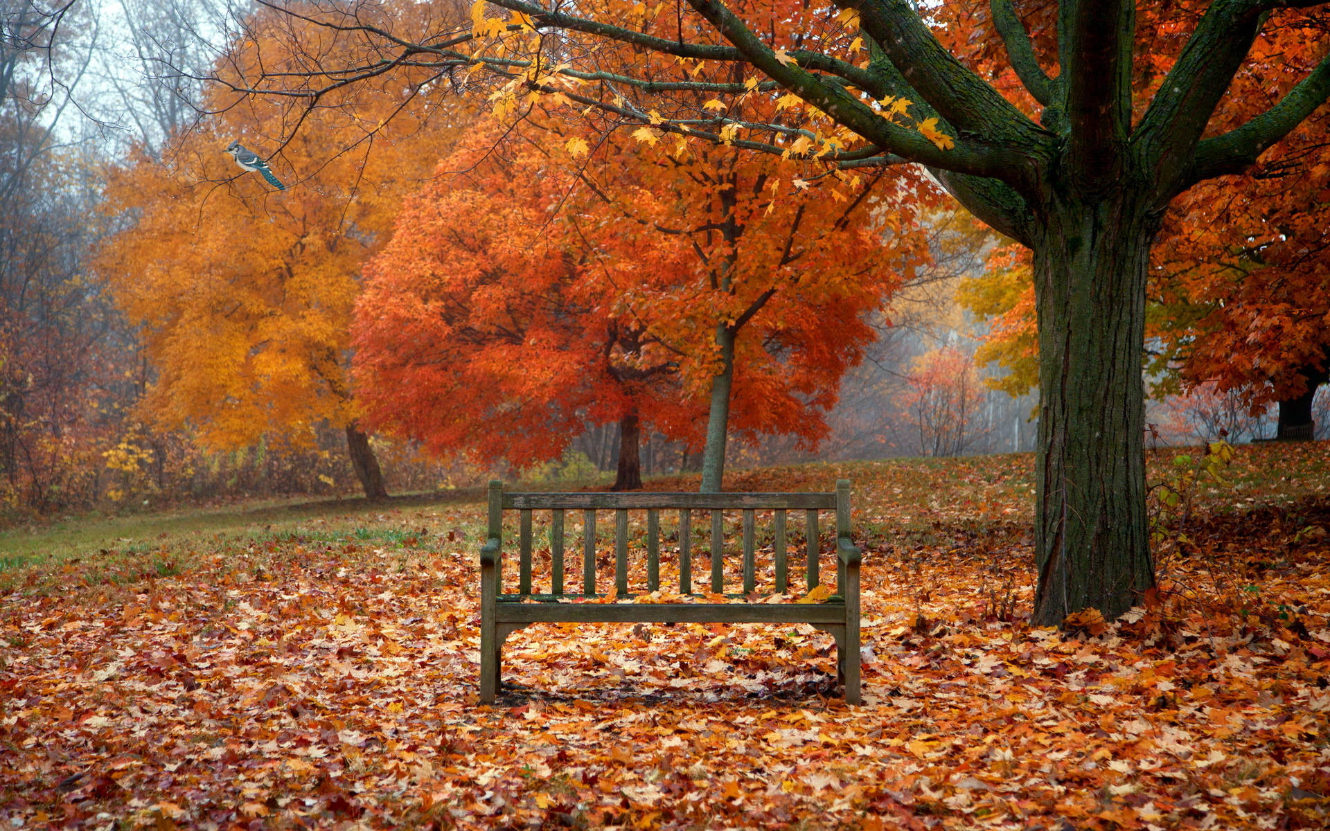 Lone Forest Bench Background