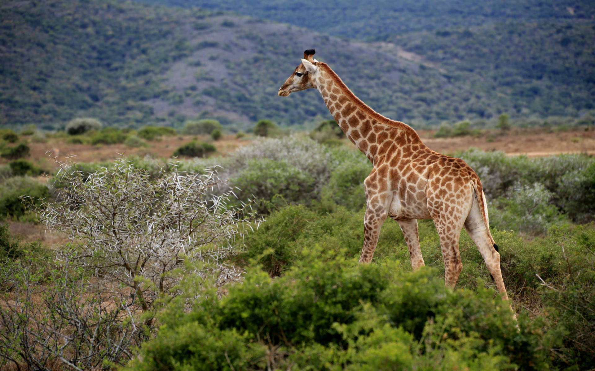 Lone Giraffe Africa 4k