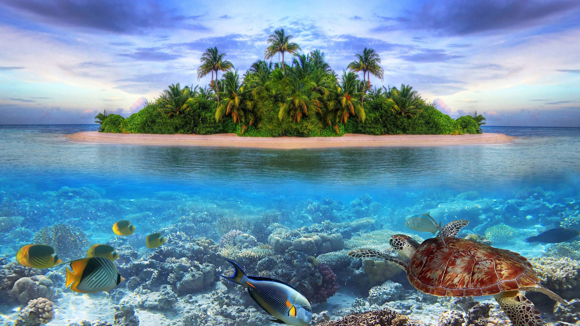 Lone Island Tropical Fish Background