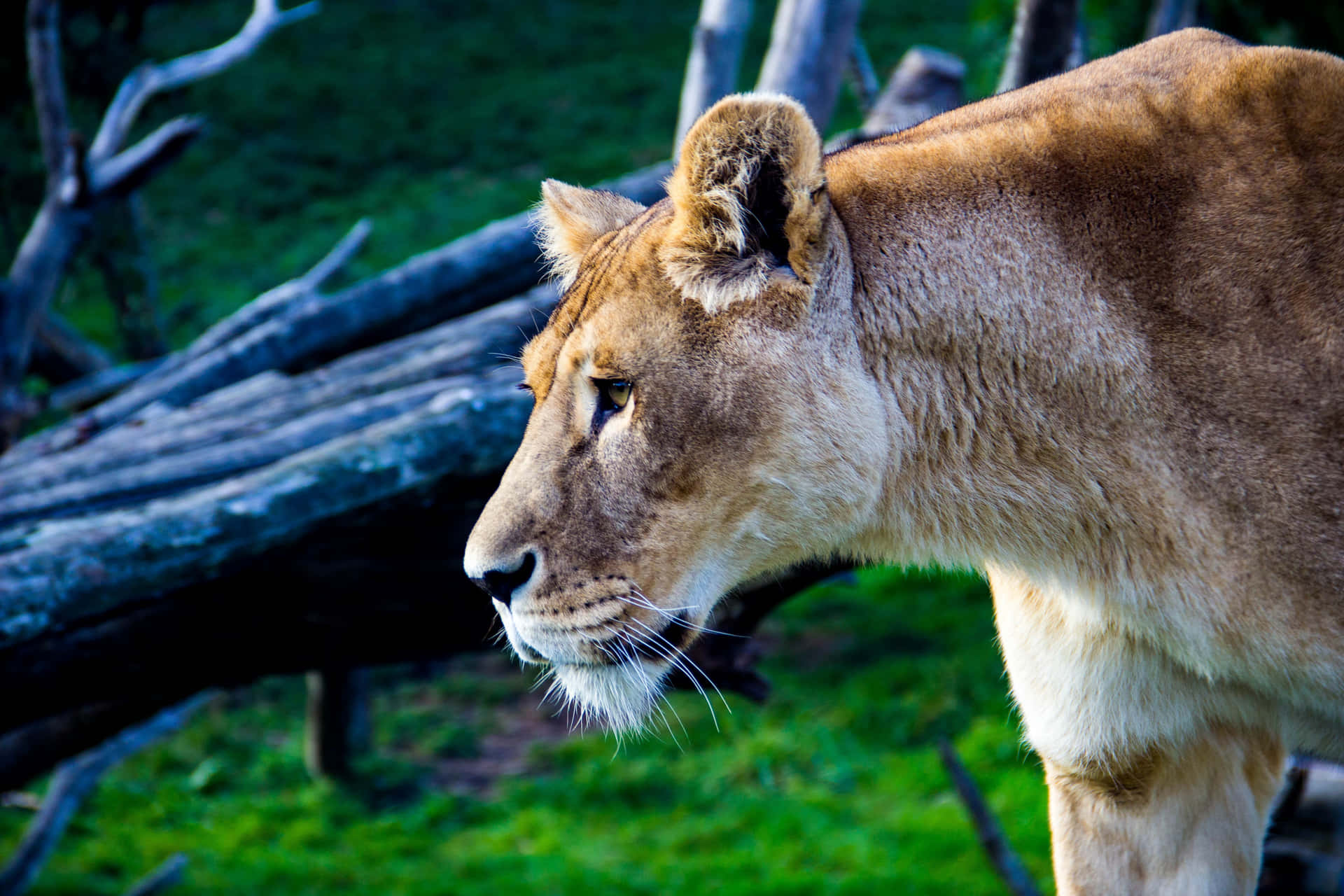 Lone Lioness Fierce Profile Background