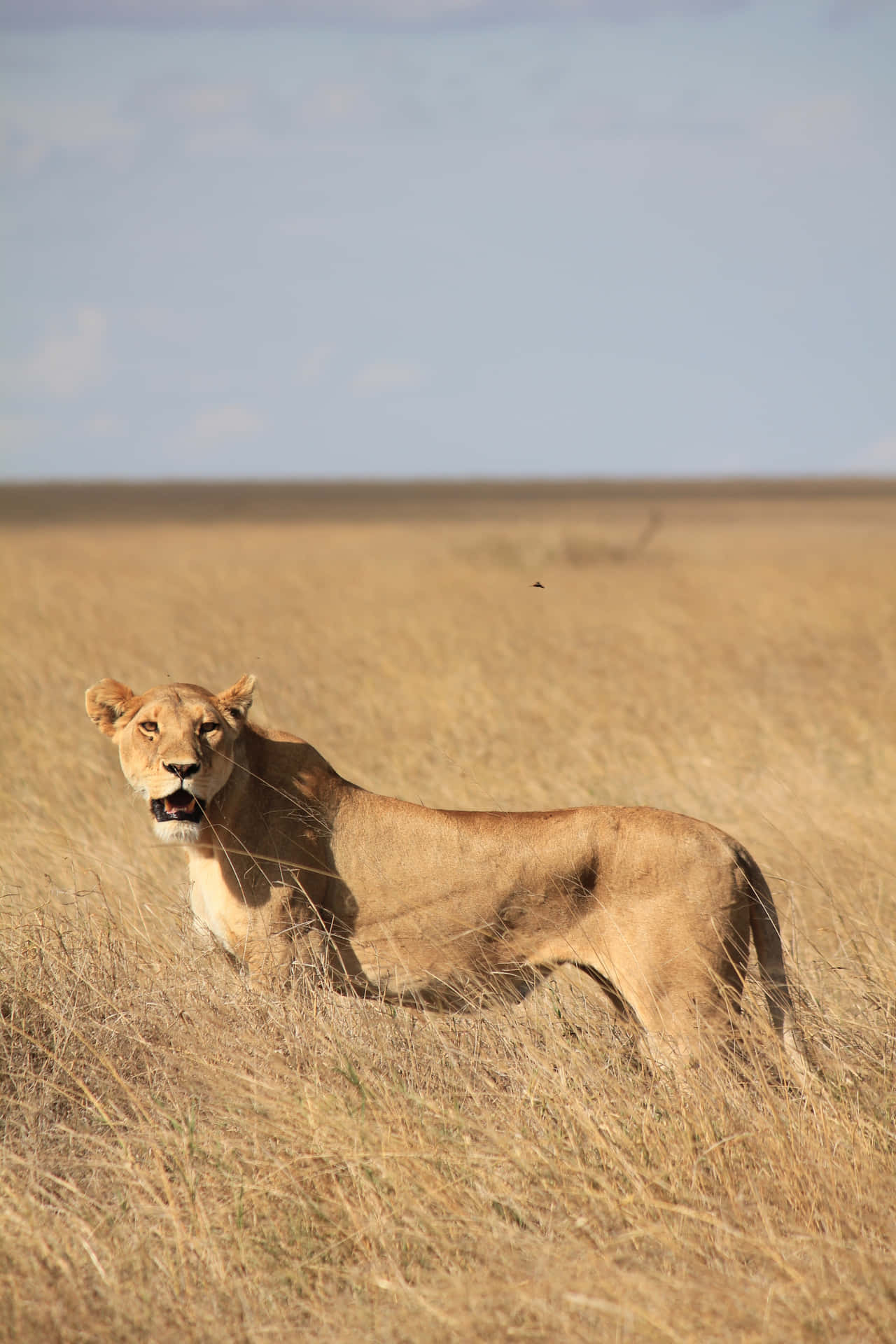 Lone Lioness In A Grassland Background