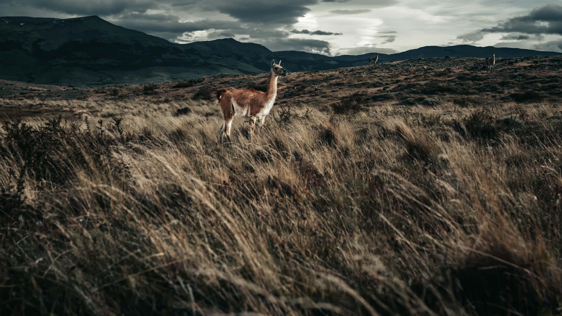 Lone Llamain Mountain Grasslands Background