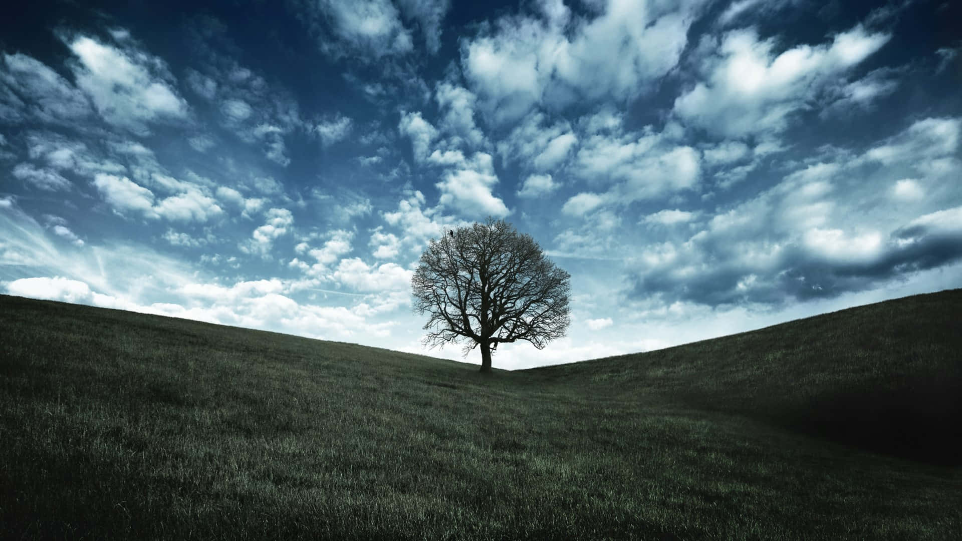 Lone Oak Tree Perspective