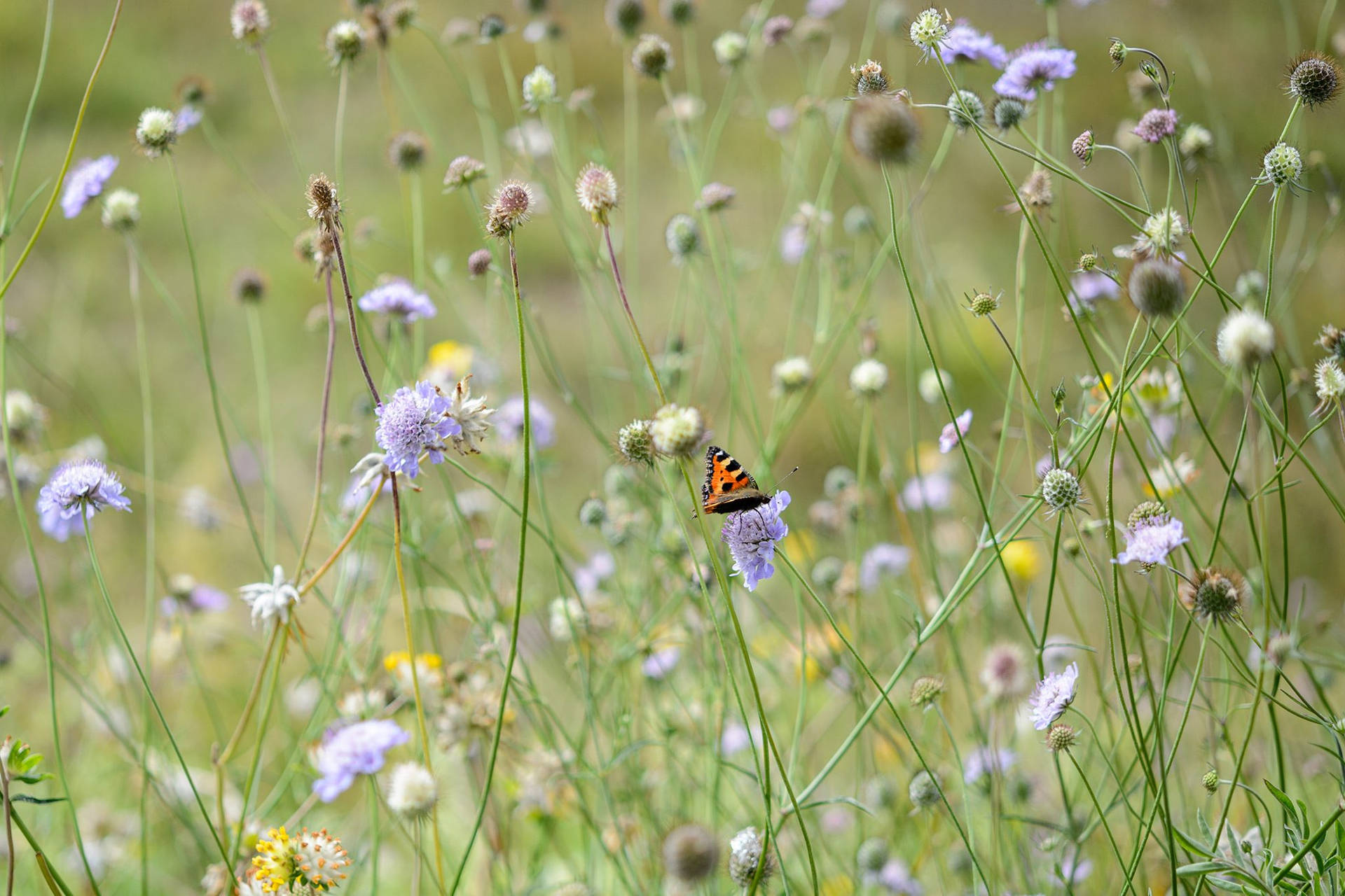 Lone Orange Butterfly On Flower Background