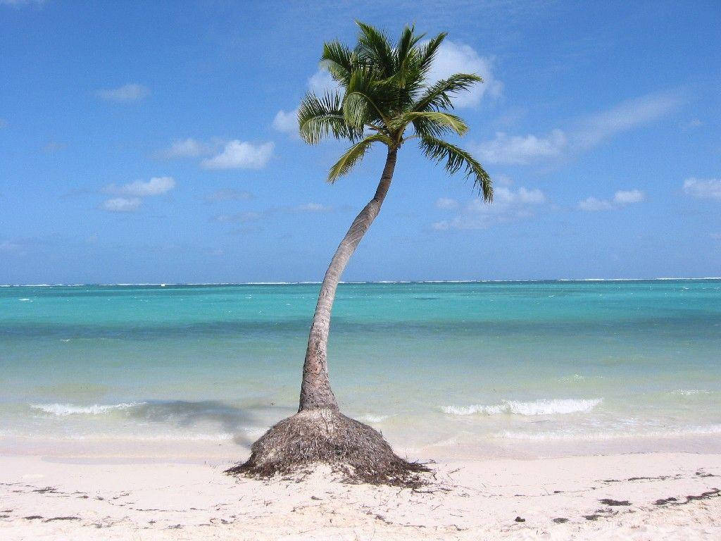 Lone Palm Tree Dominican Republic