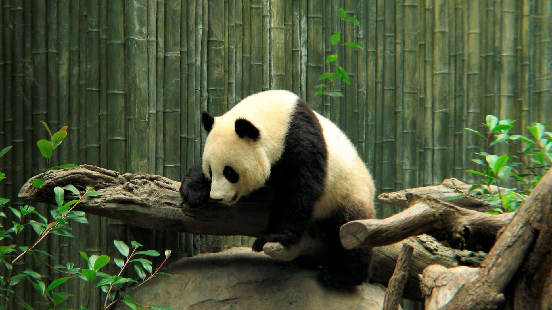 Lone Panda In A Zoo