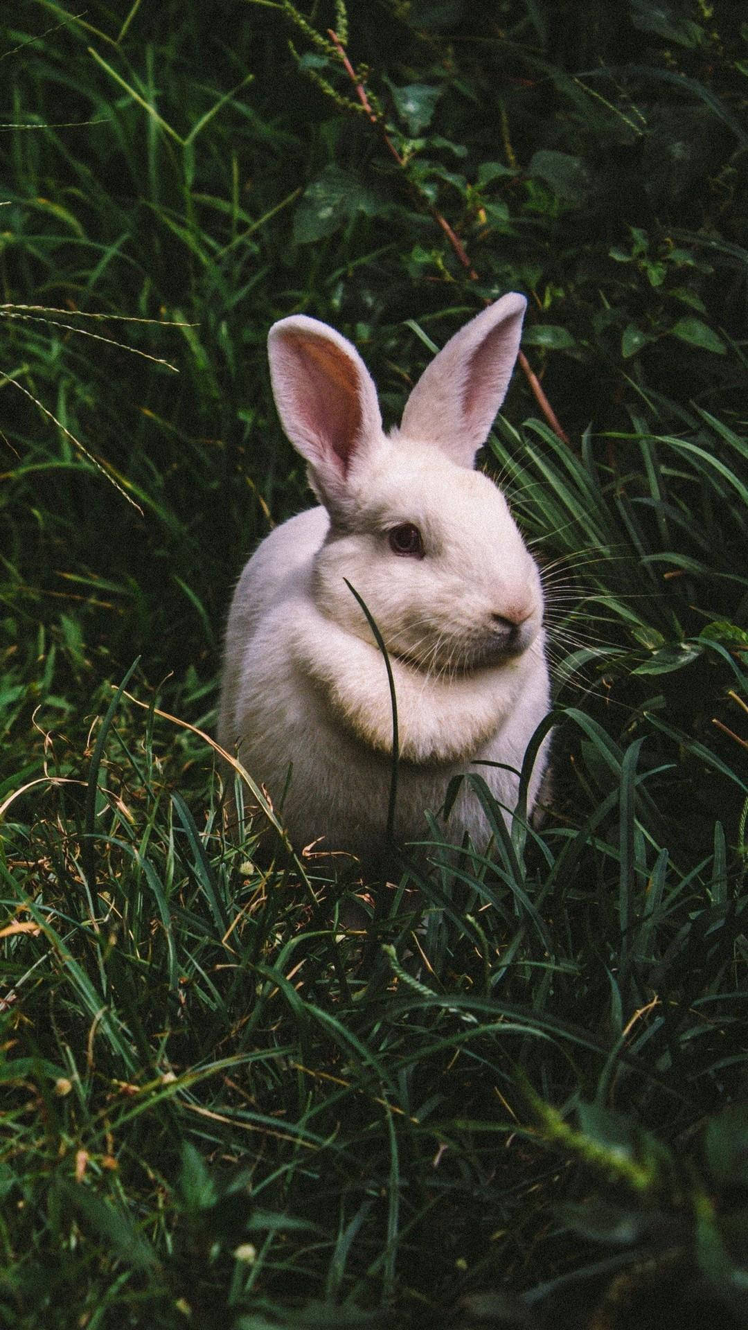 Lone Pink Baby Bunny