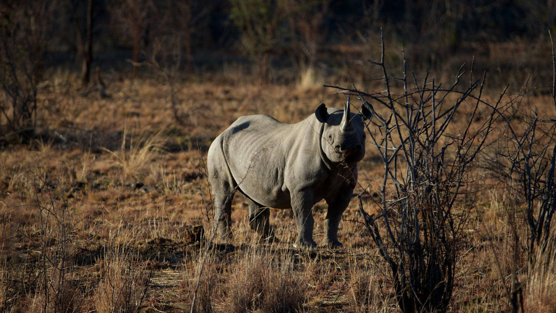 Lone Rhinoceros In Safari Background