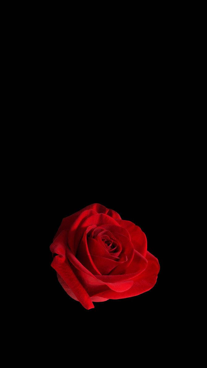 Lone Rose Cell Phone Background