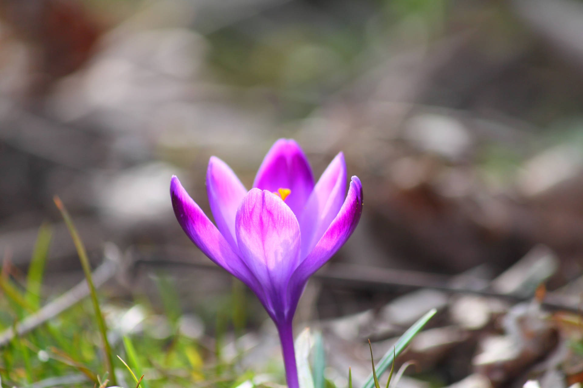 Lone Saffron Crocus Background