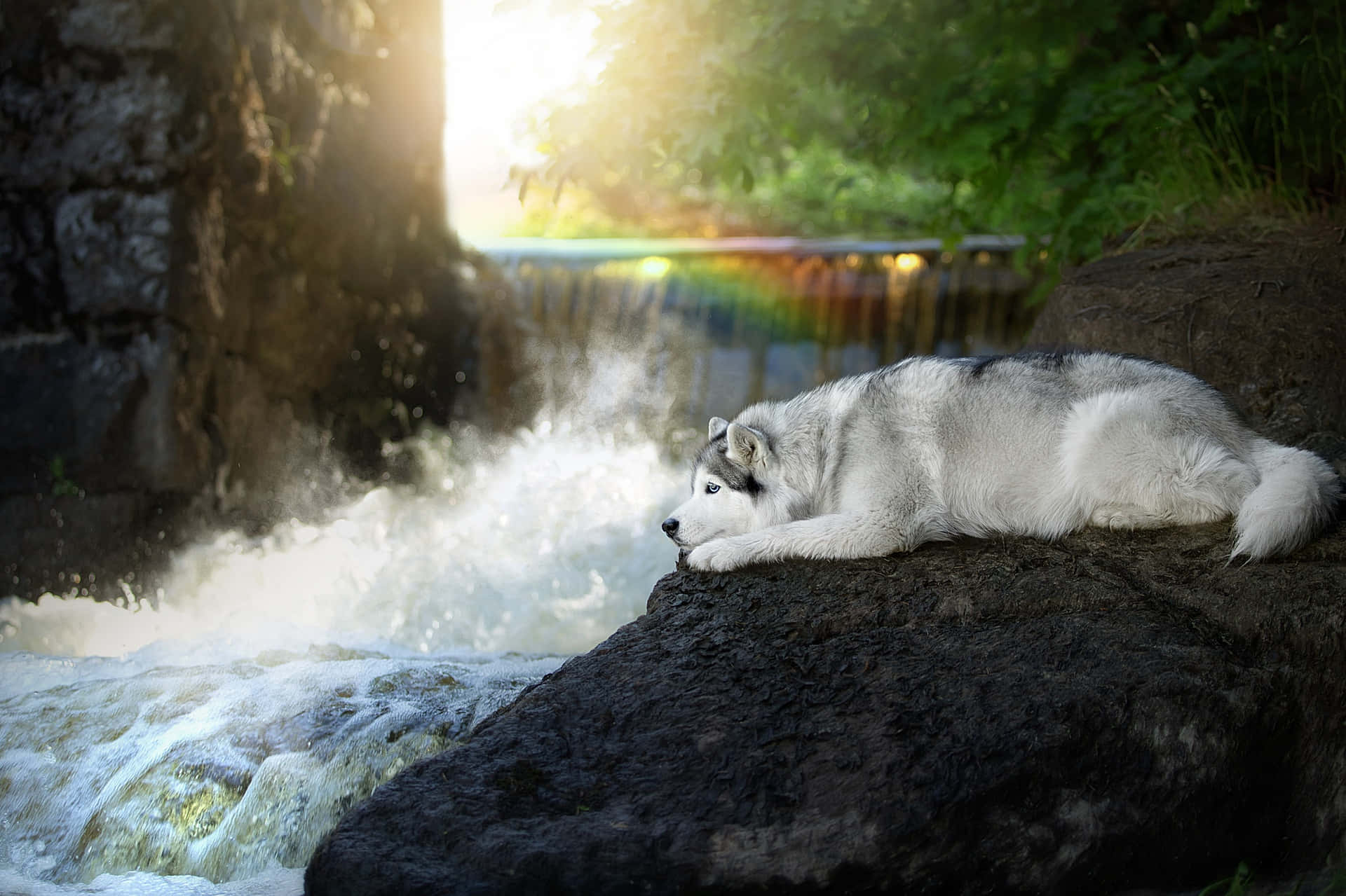 Lone Siberian Husky Pup By The Waterfalls