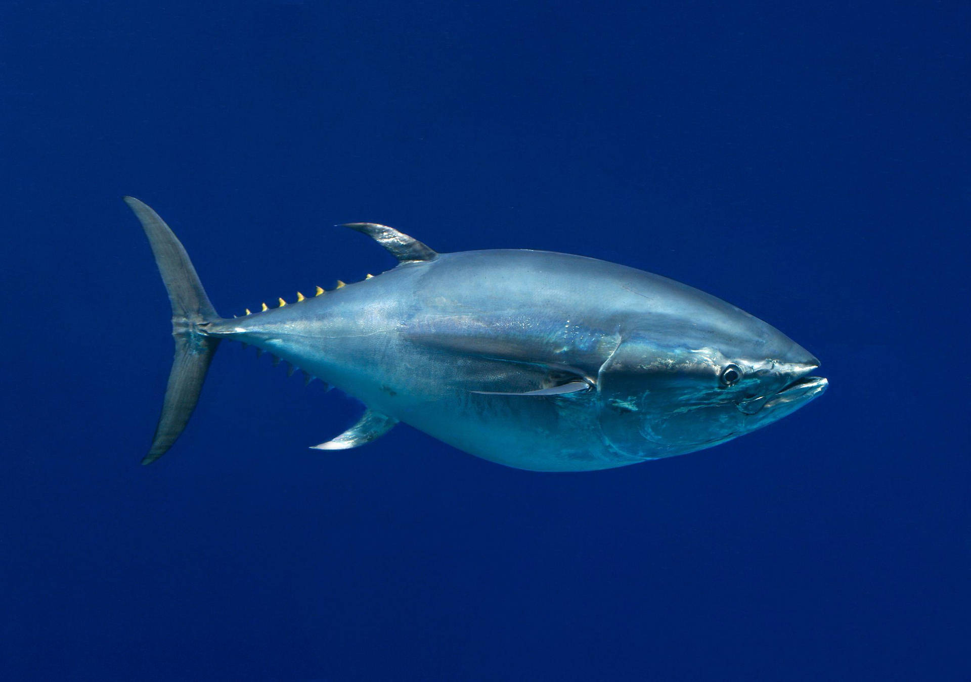 Lone Skipjack Tuna Background