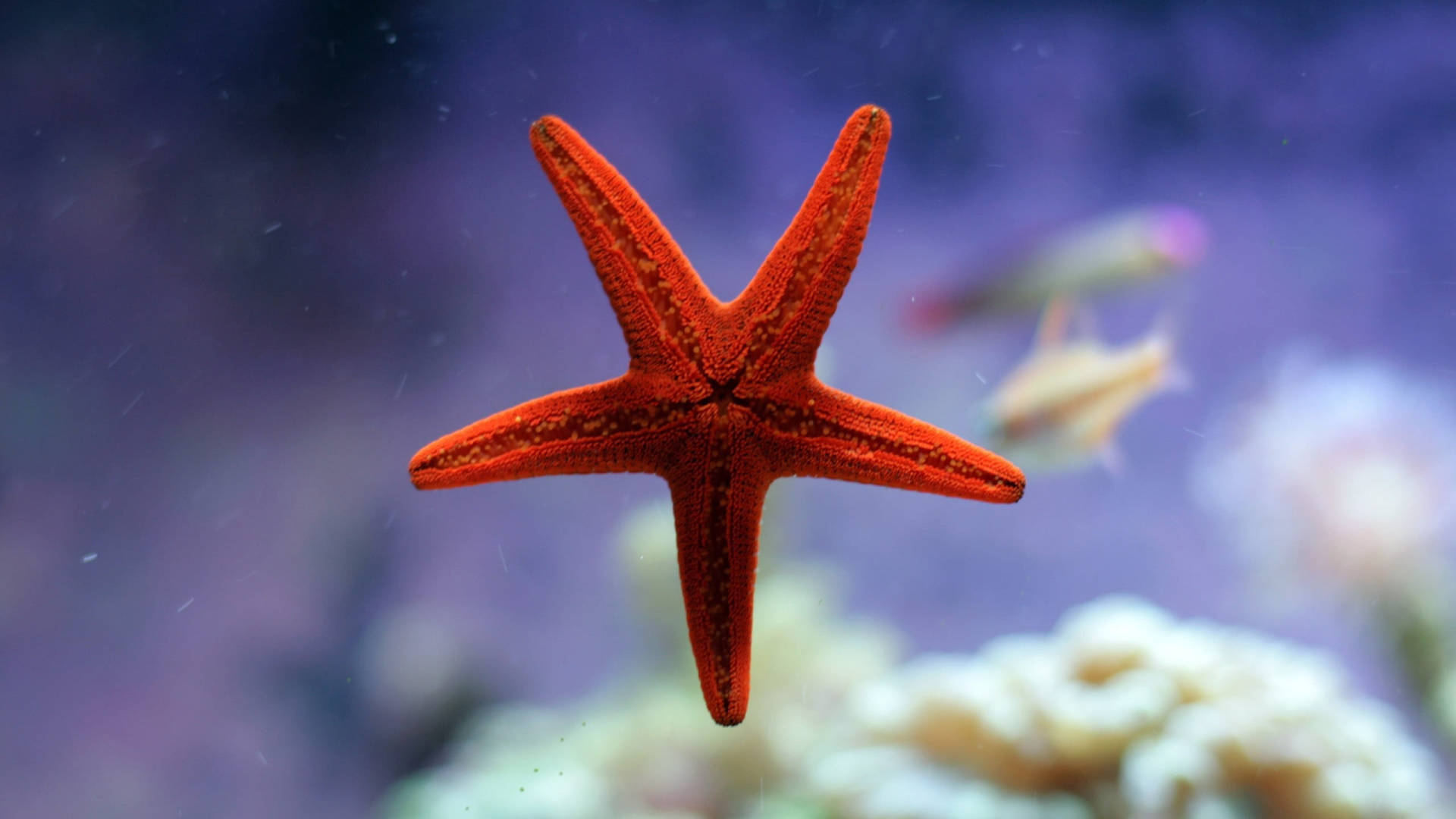 Lone Starfish In Aquarium Background