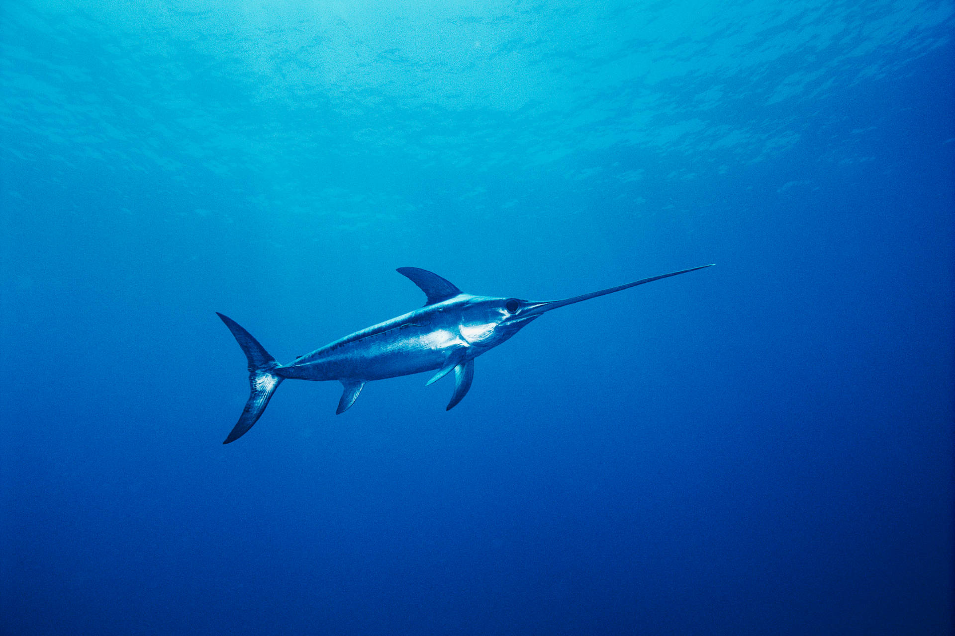 Lone Swordfish Swimming In Shallow Waters Background