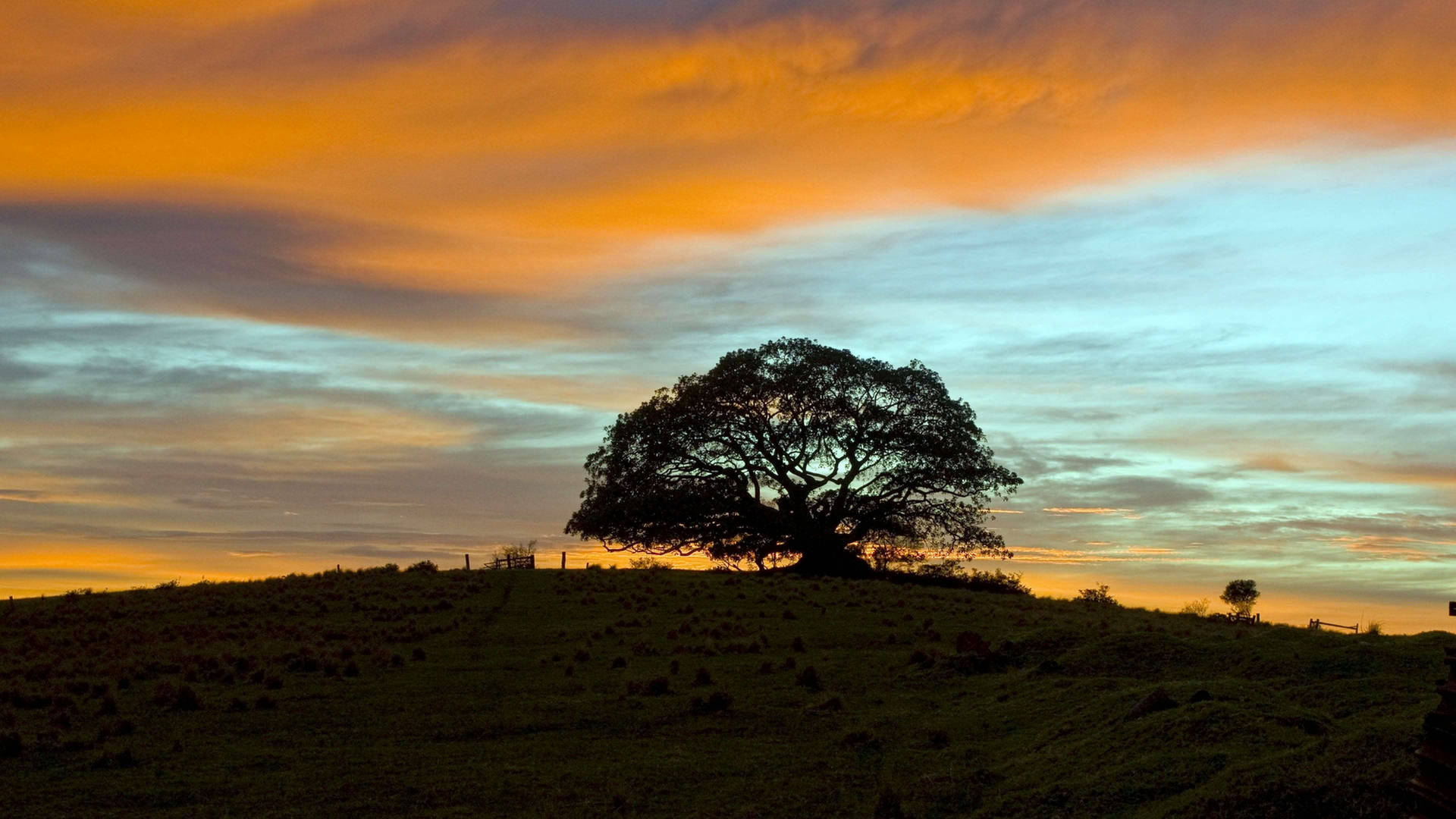 Lone Tree 4k Ultra Hd 2160p Background